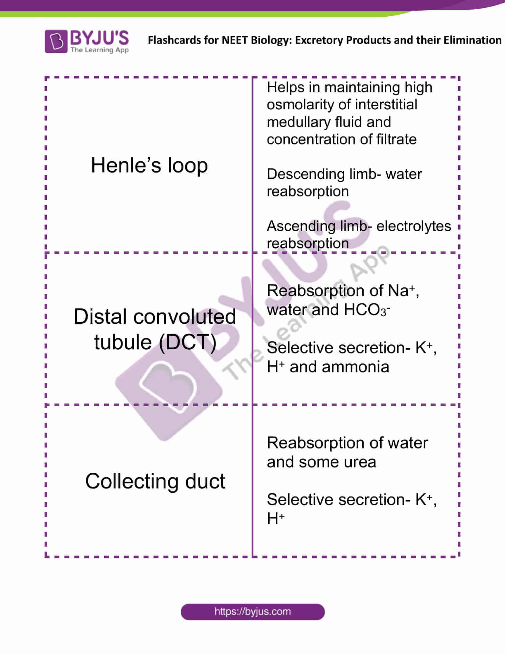 flashcards for neet biology excretory products and their elimination 6