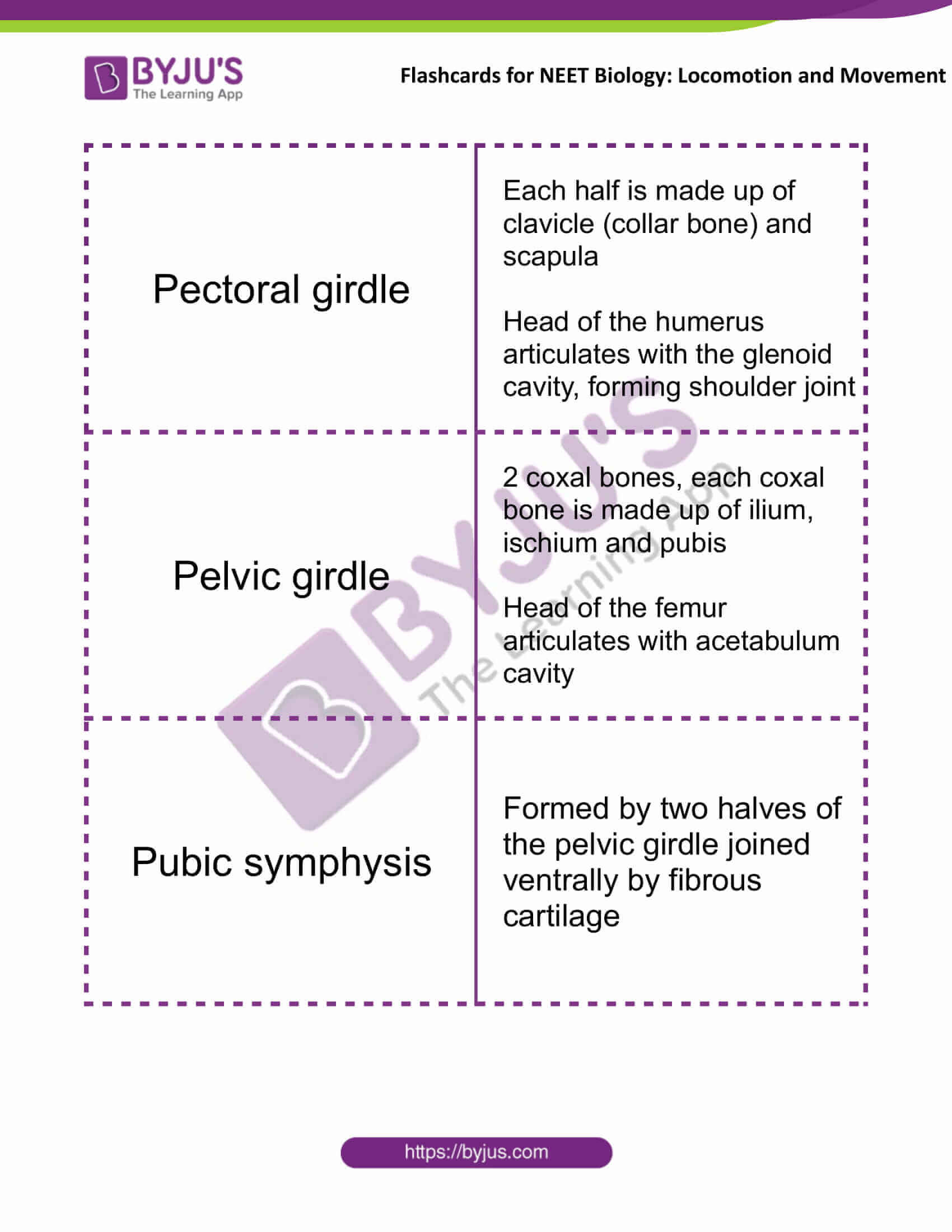 Locomotion and Movement - Flashcards for NEET Biology