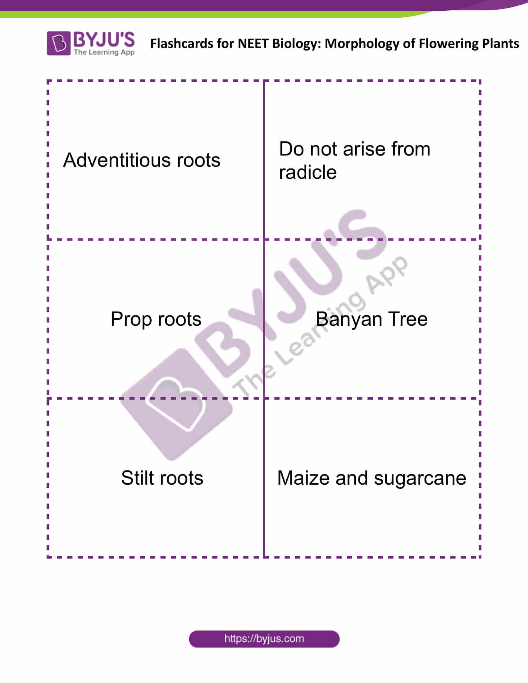 flashcards for neet biology morphology of flowering plants 01