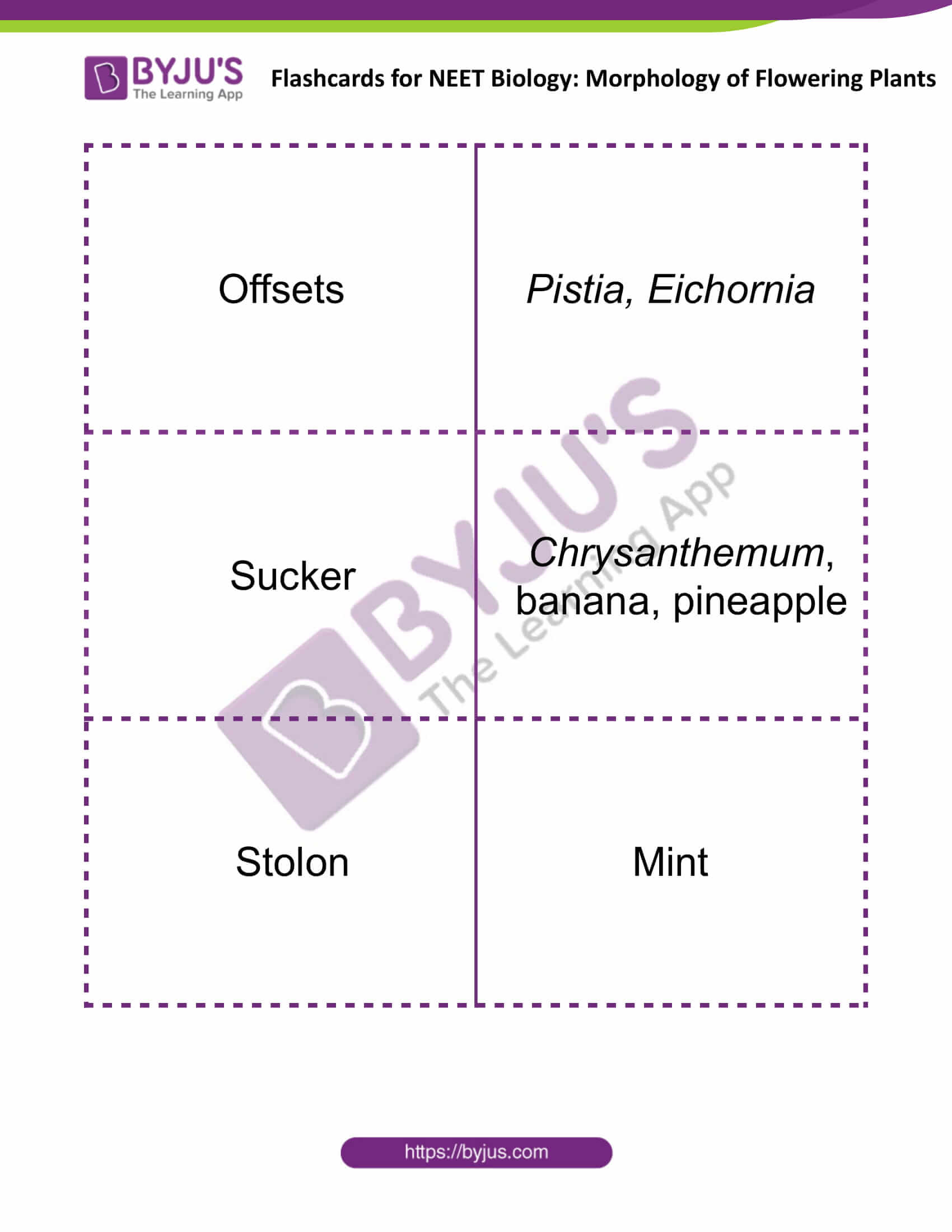 flashcards for neet biology morphology of flowering plants 03