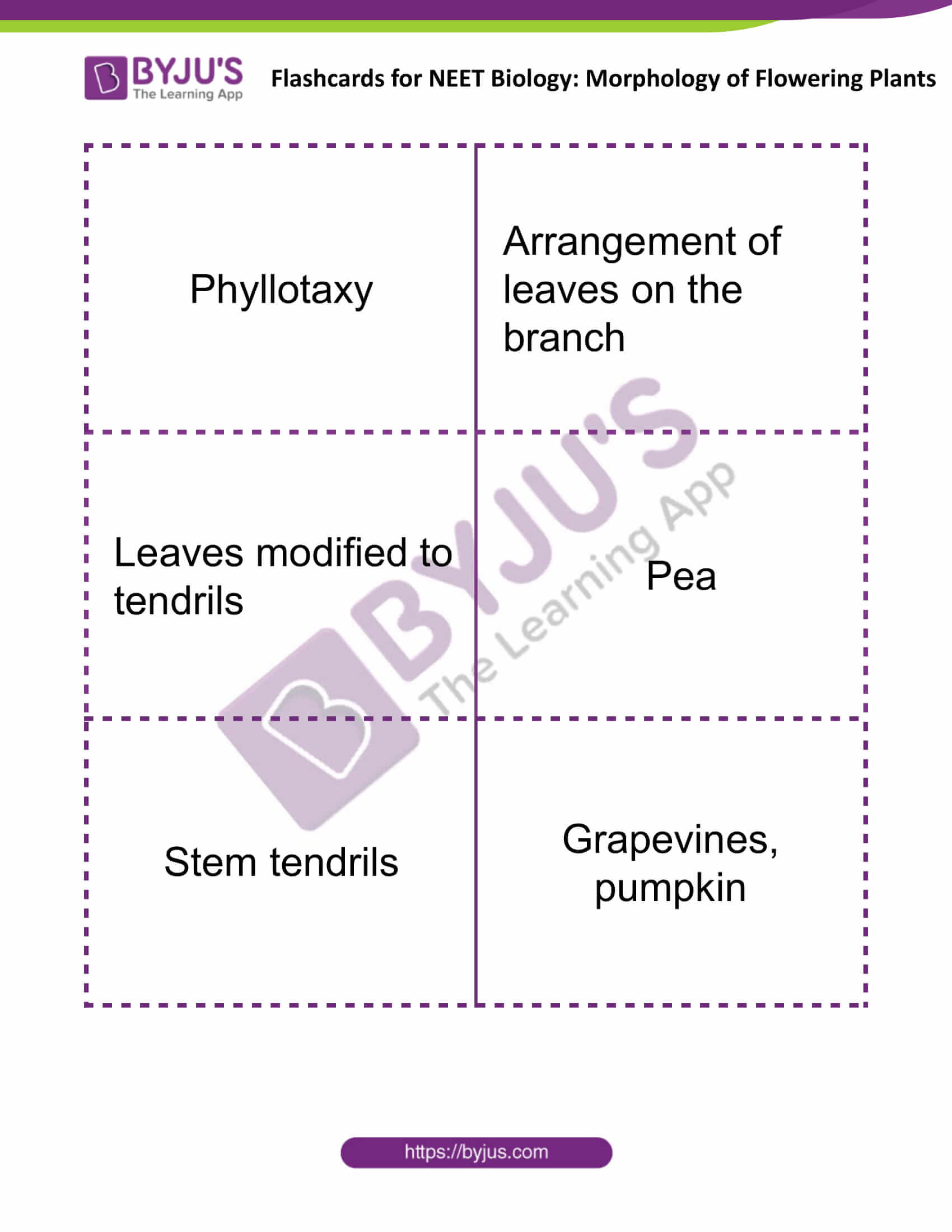 flashcards for neet biology morphology of flowering plants 04