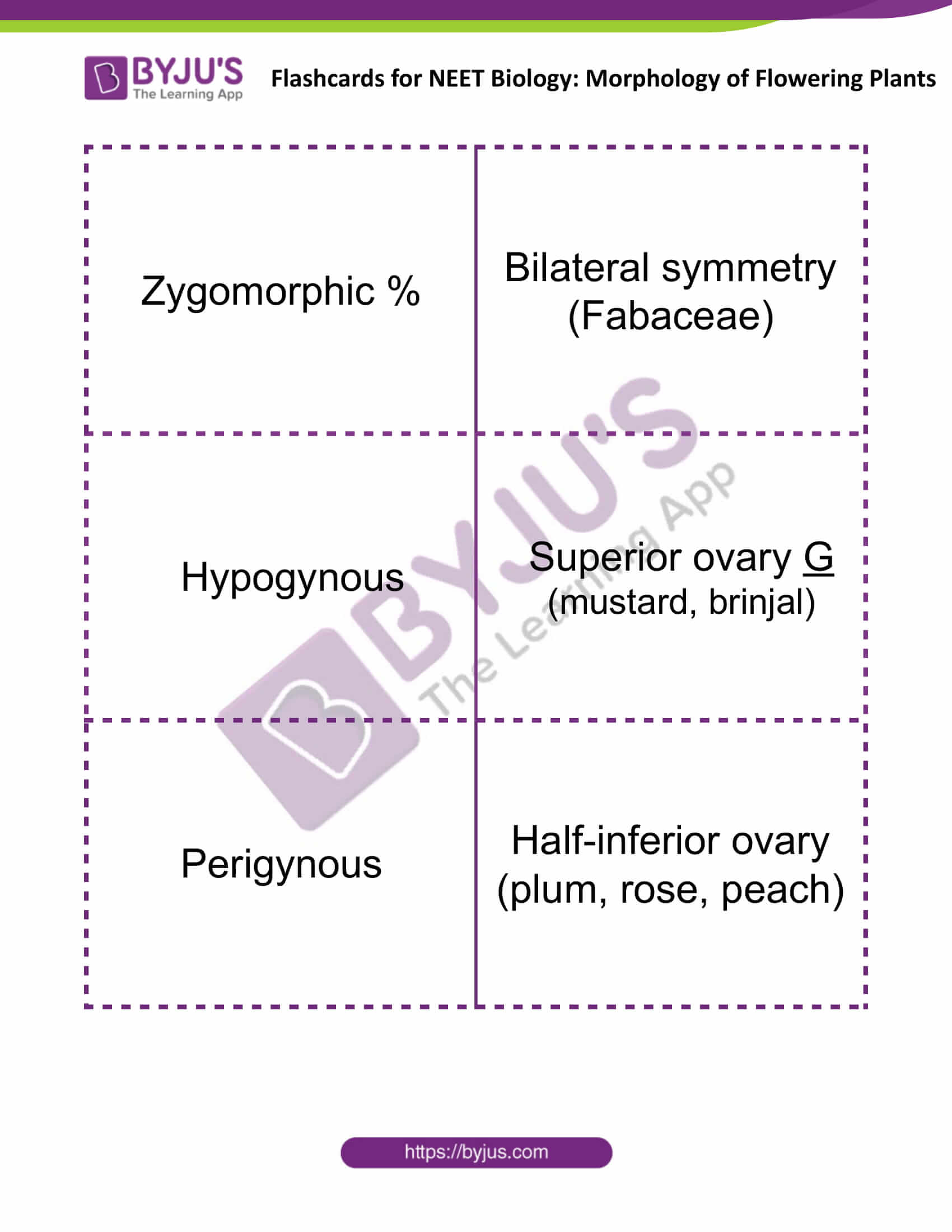 flashcards for neet biology morphology of flowering plants 06