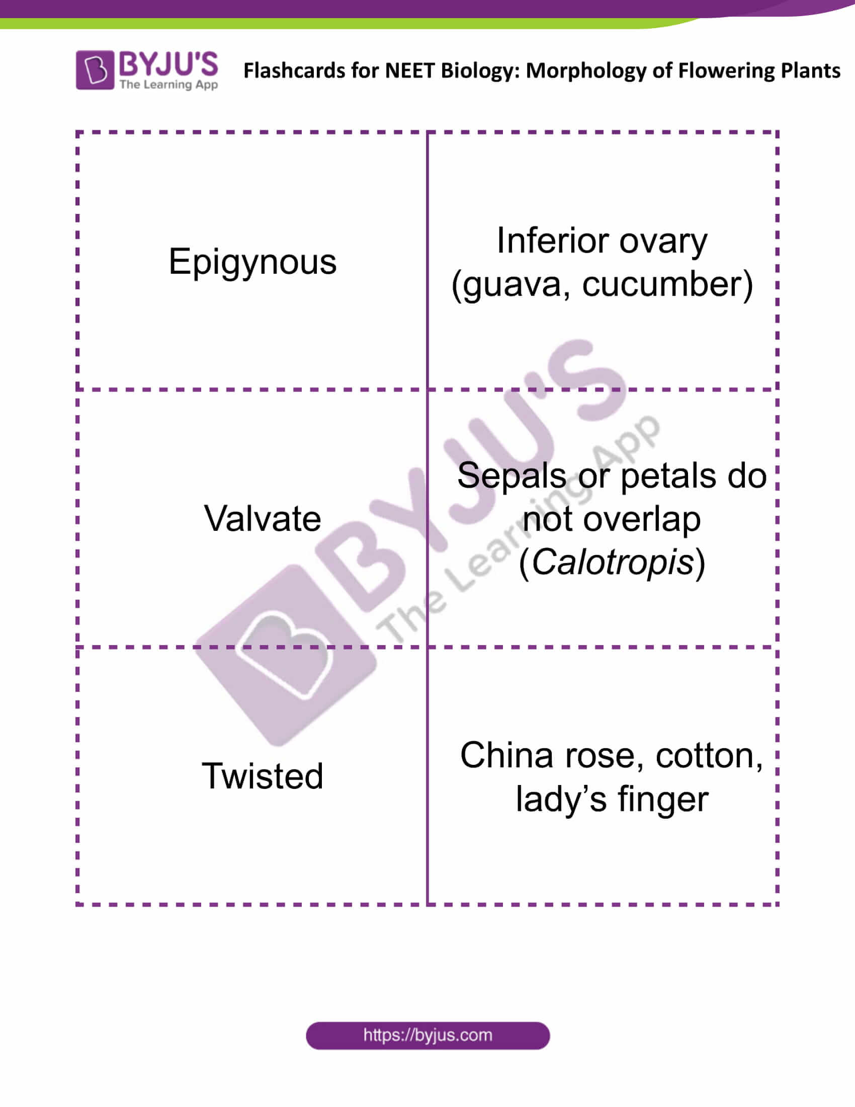 flashcards for neet biology morphology of flowering plants 07