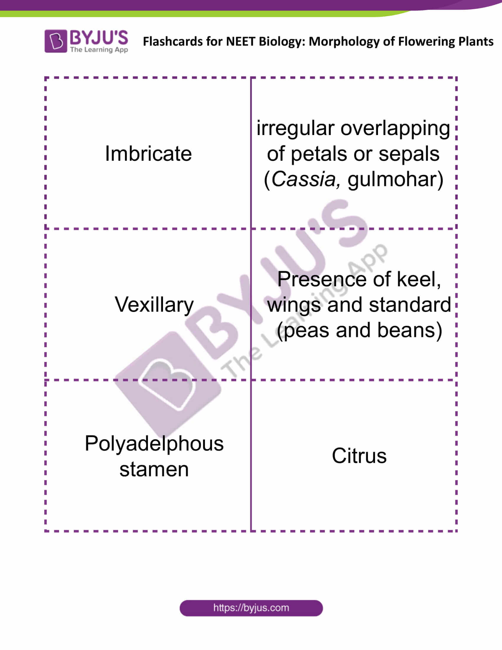 flashcards for neet biology morphology of flowering plants 08