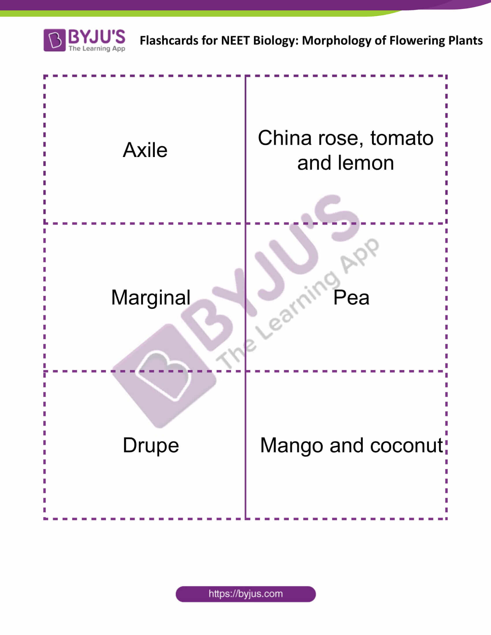 flashcards for neet biology morphology of flowering plants 10