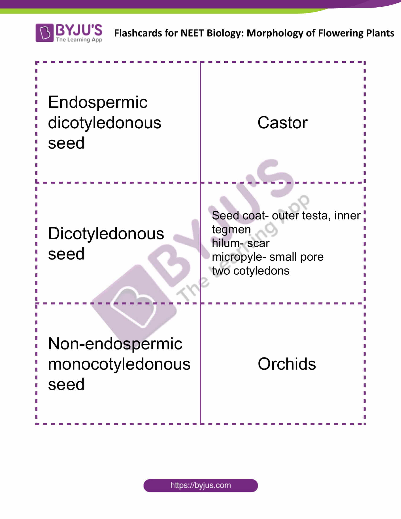 flashcards for neet biology morphology of flowering plants 11