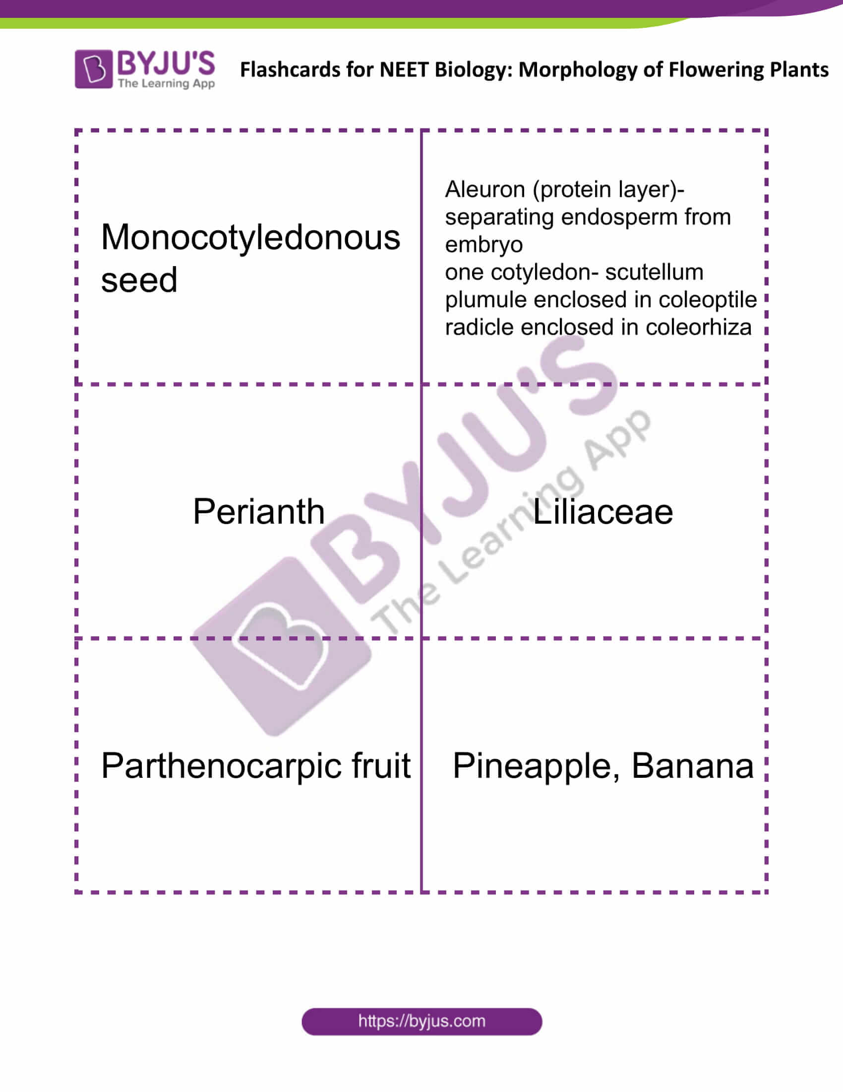 flashcards for neet biology morphology of flowering plants 12