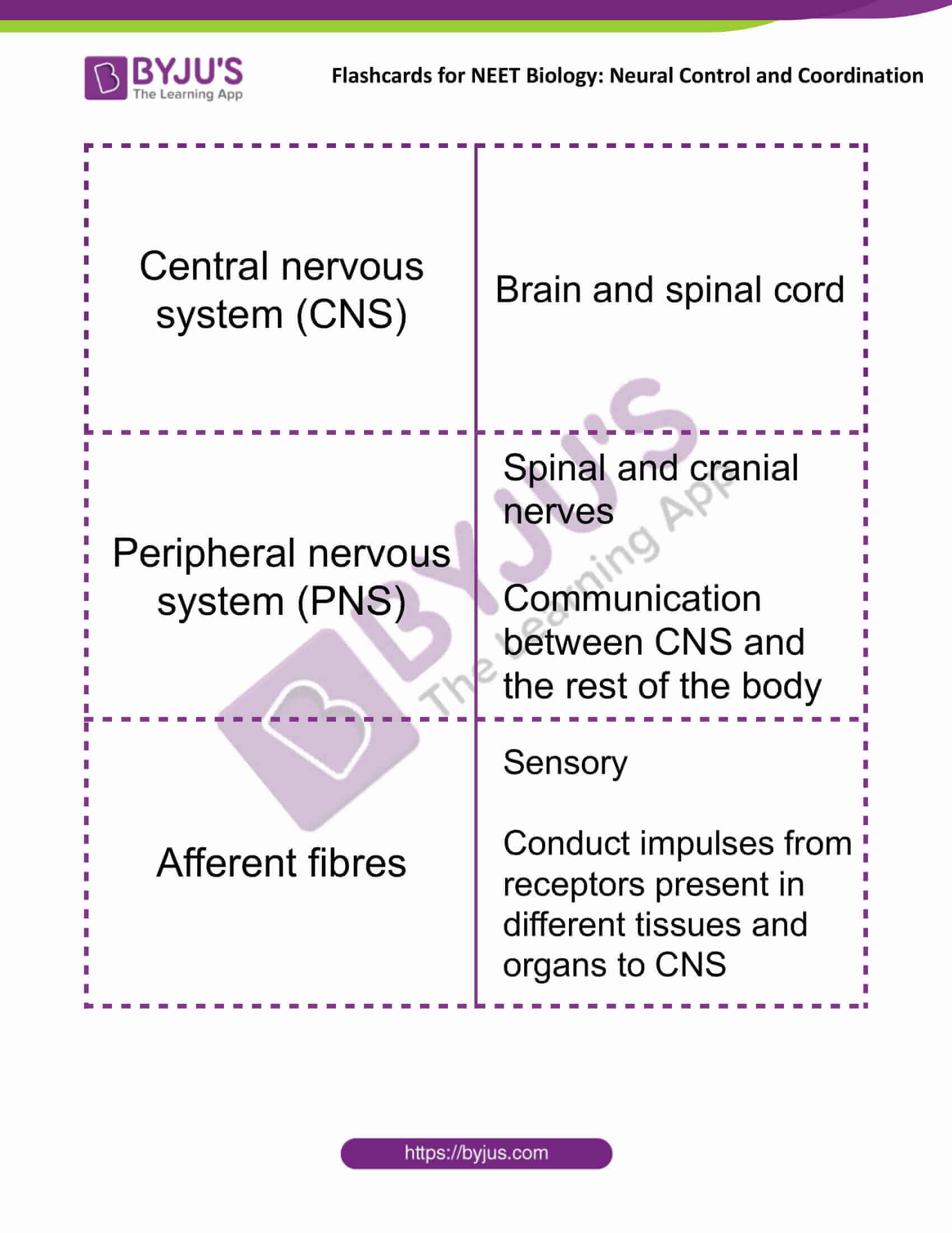 flashcards for neet biology neural control and coordination 01