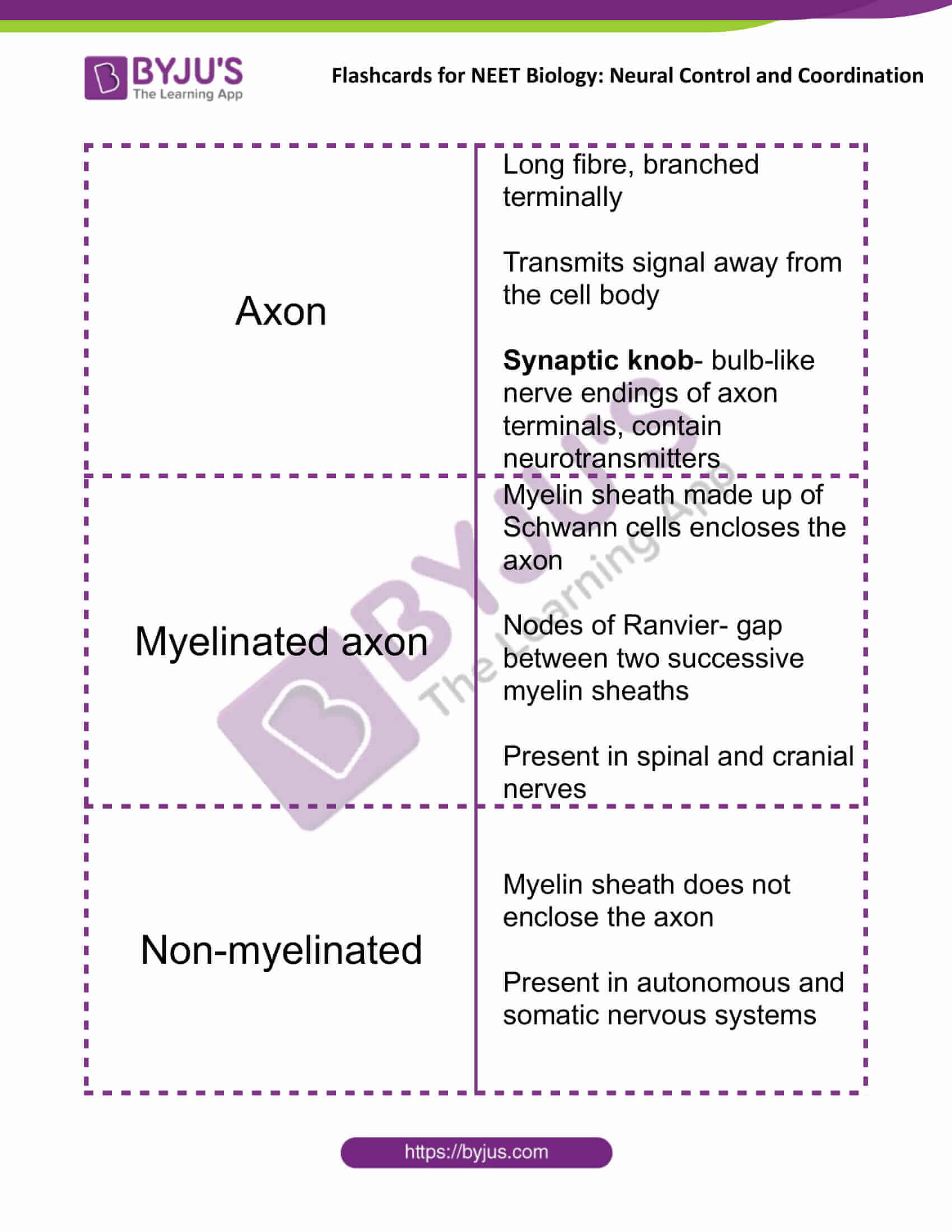 flashcards for neet biology neural control and coordination 04