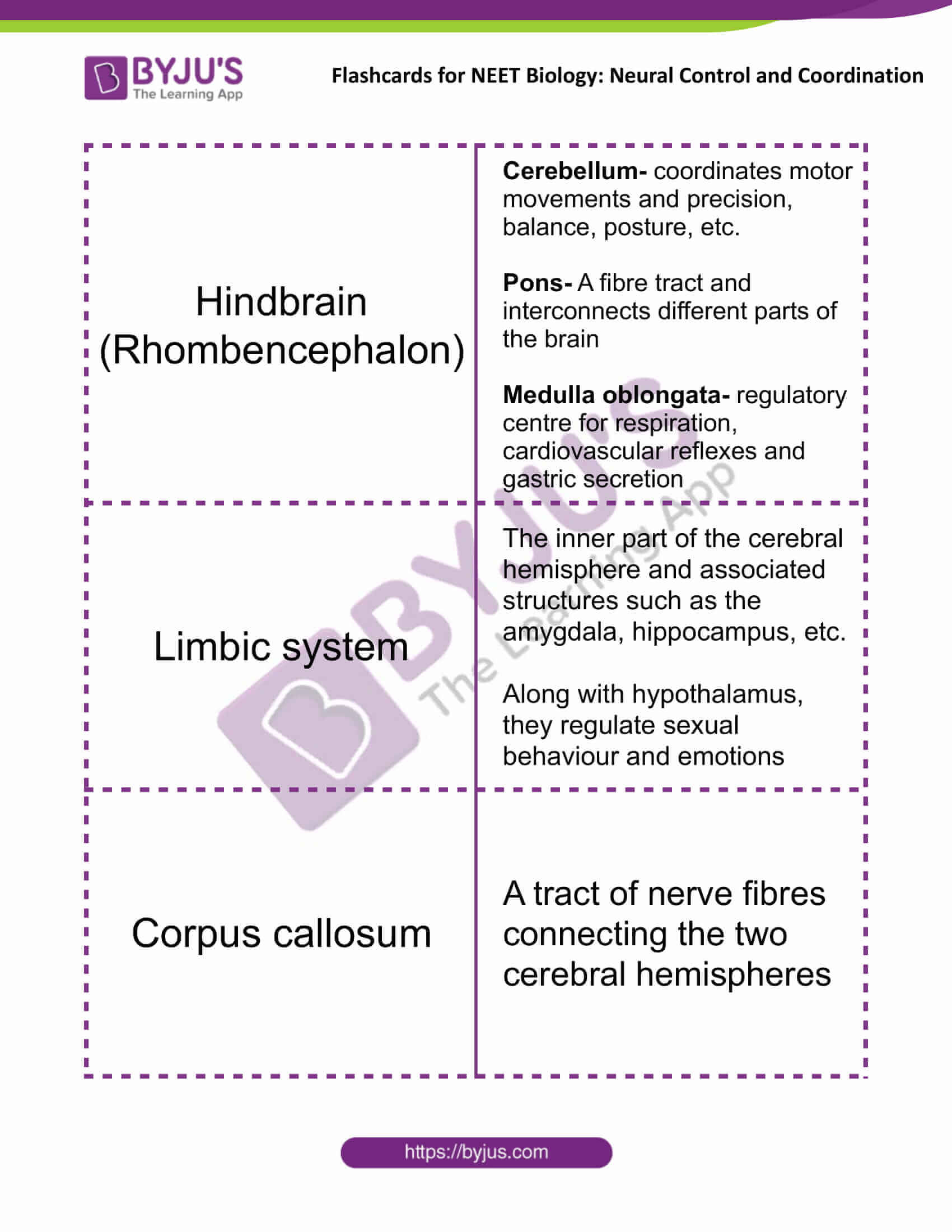 flashcards for neet biology neural control and coordination 07