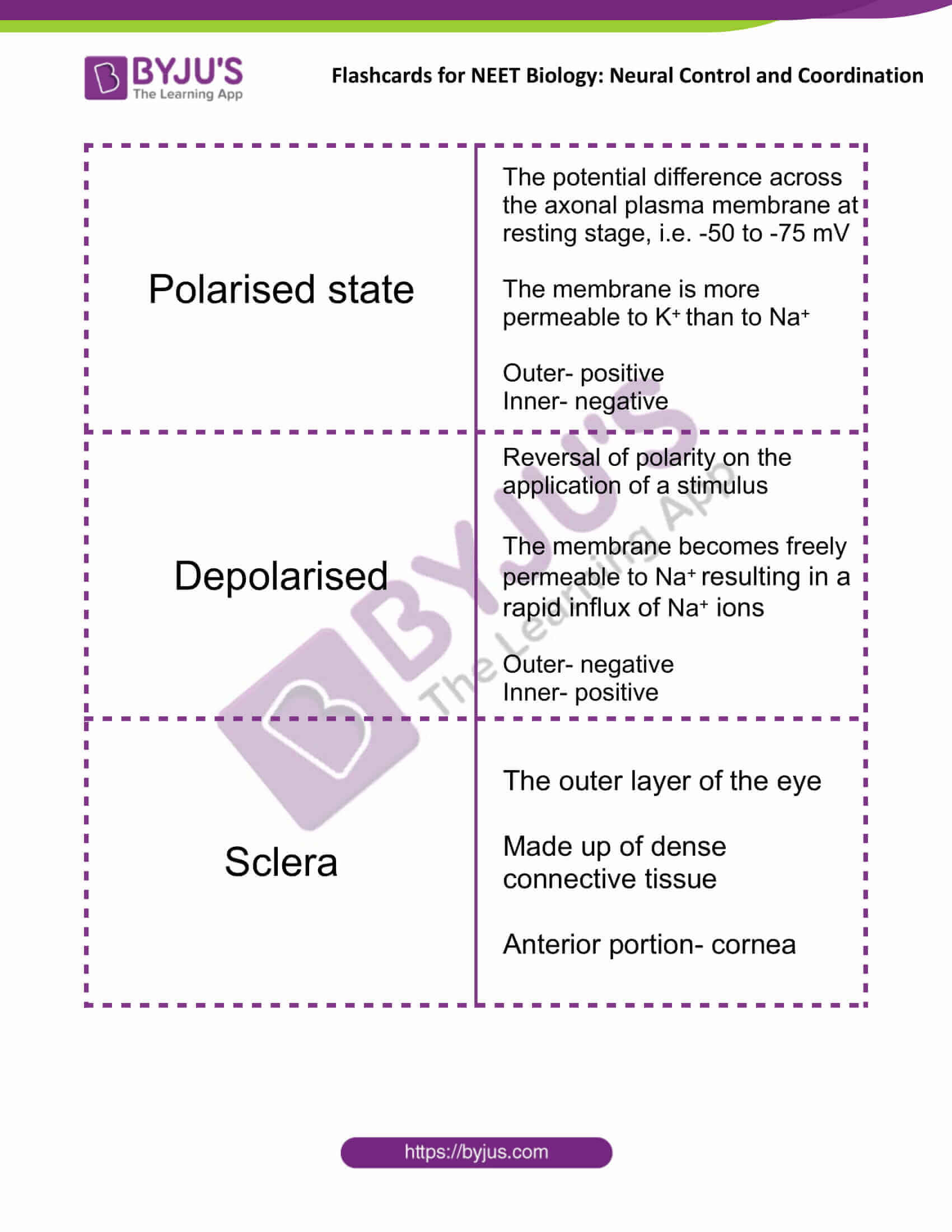 flashcards for neet biology neural control and coordination 08