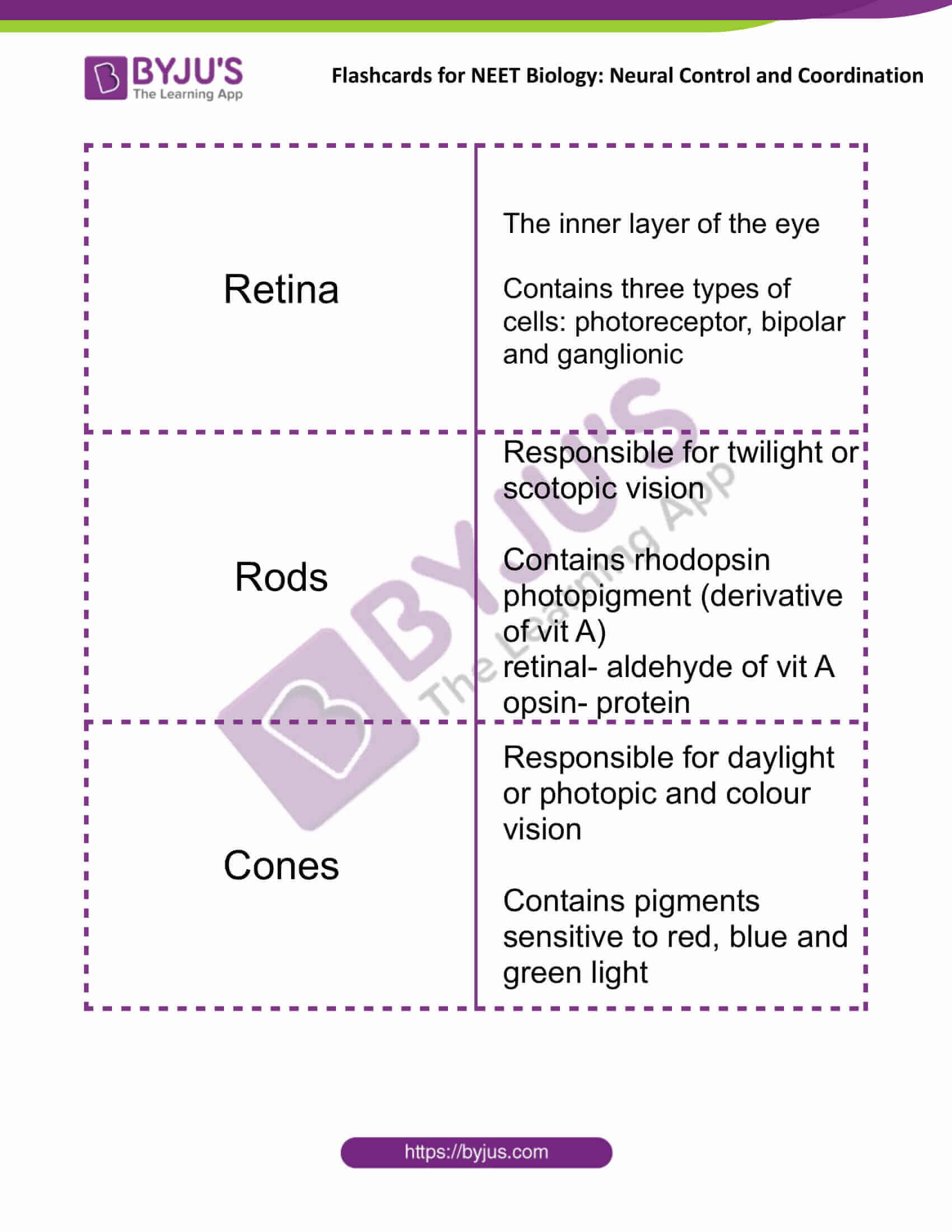 flashcards for neet biology neural control and coordination 10