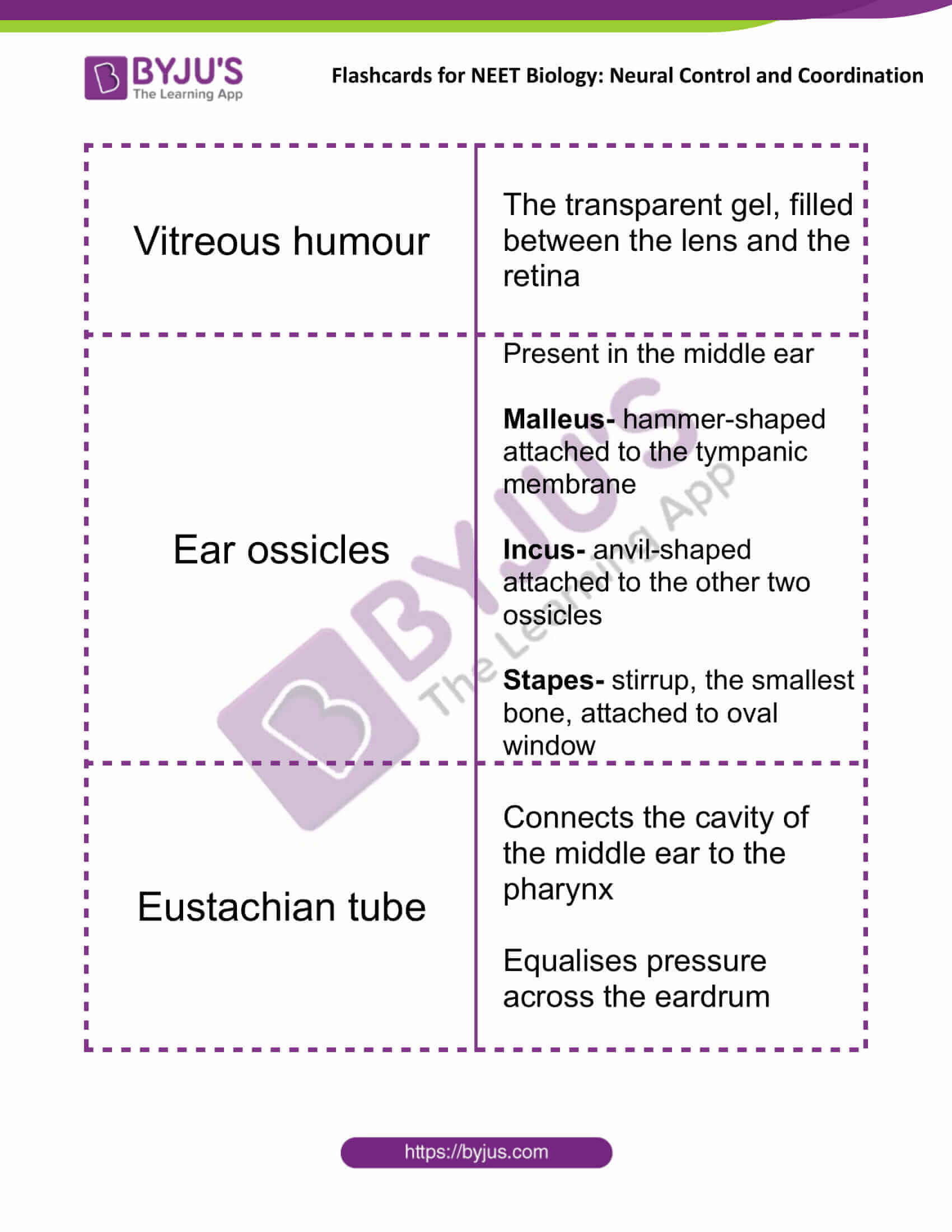 flashcards for neet biology neural control and coordination 12