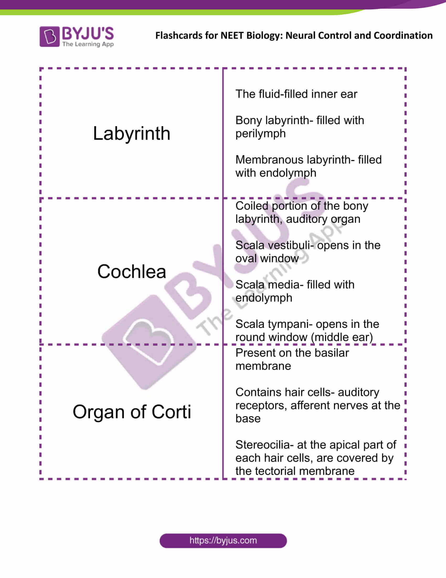 flashcards for neet biology neural control and coordination 13