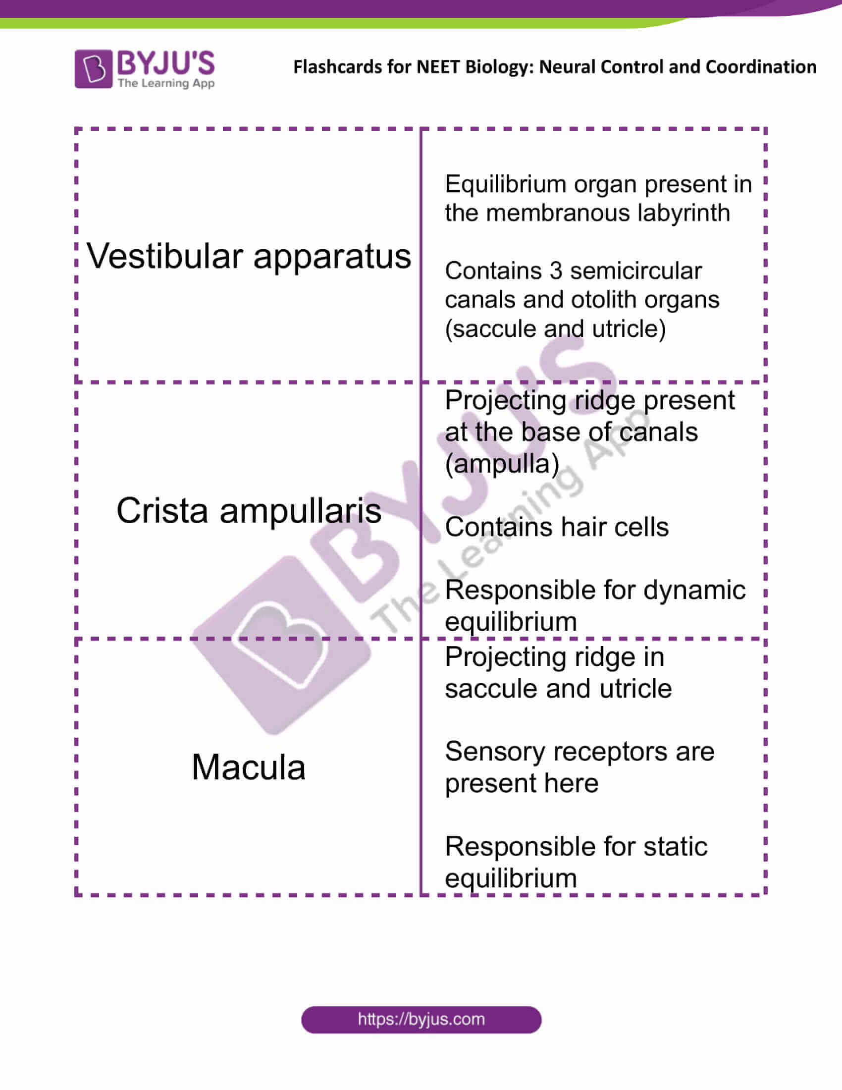 flashcards for neet biology neural control and coordination 14