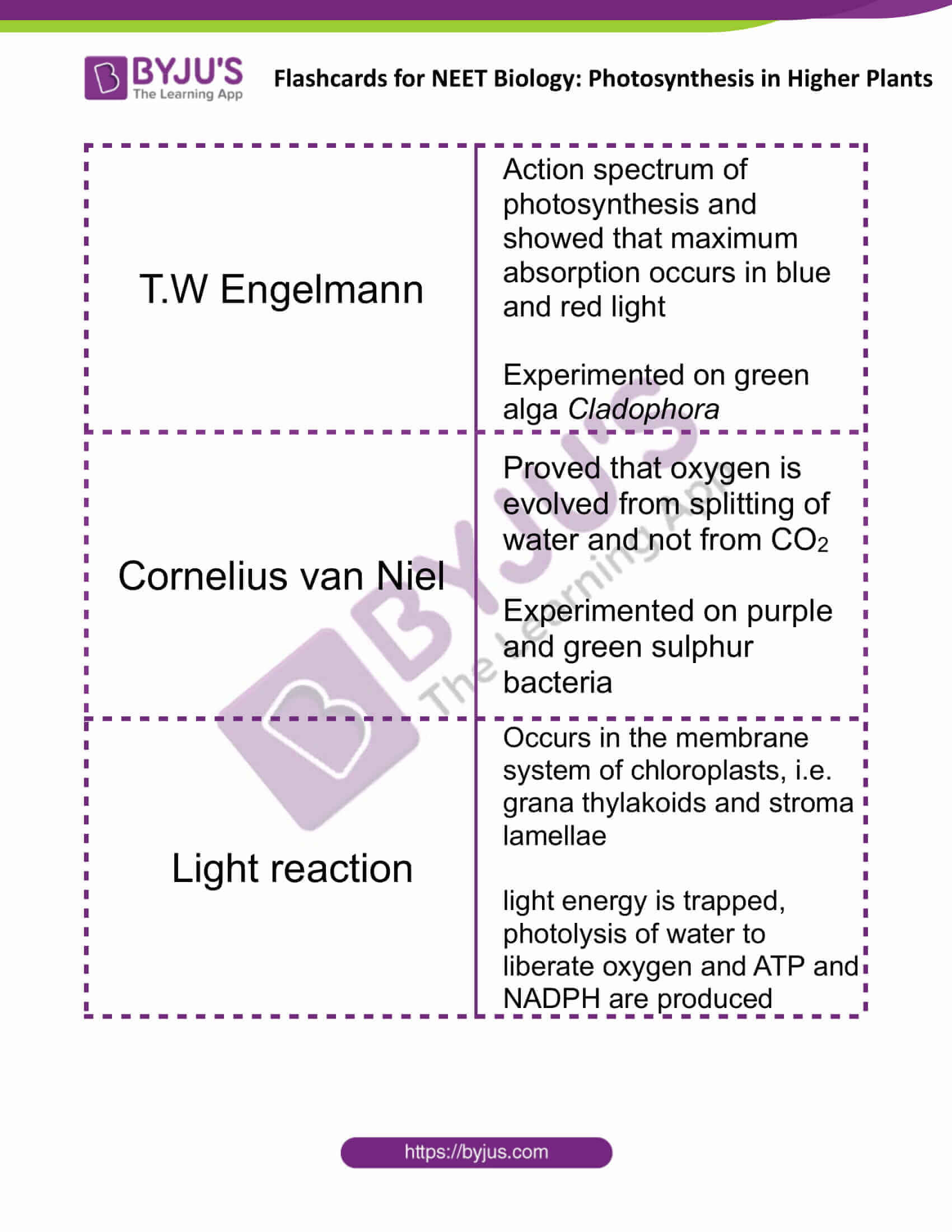 flashcards for neet biology photosynthesis in higher plants 2