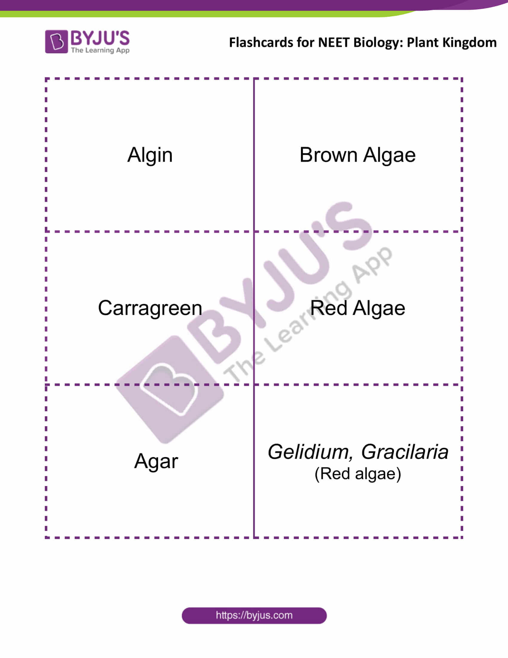 flashcards for neet biology plant kingdom 2