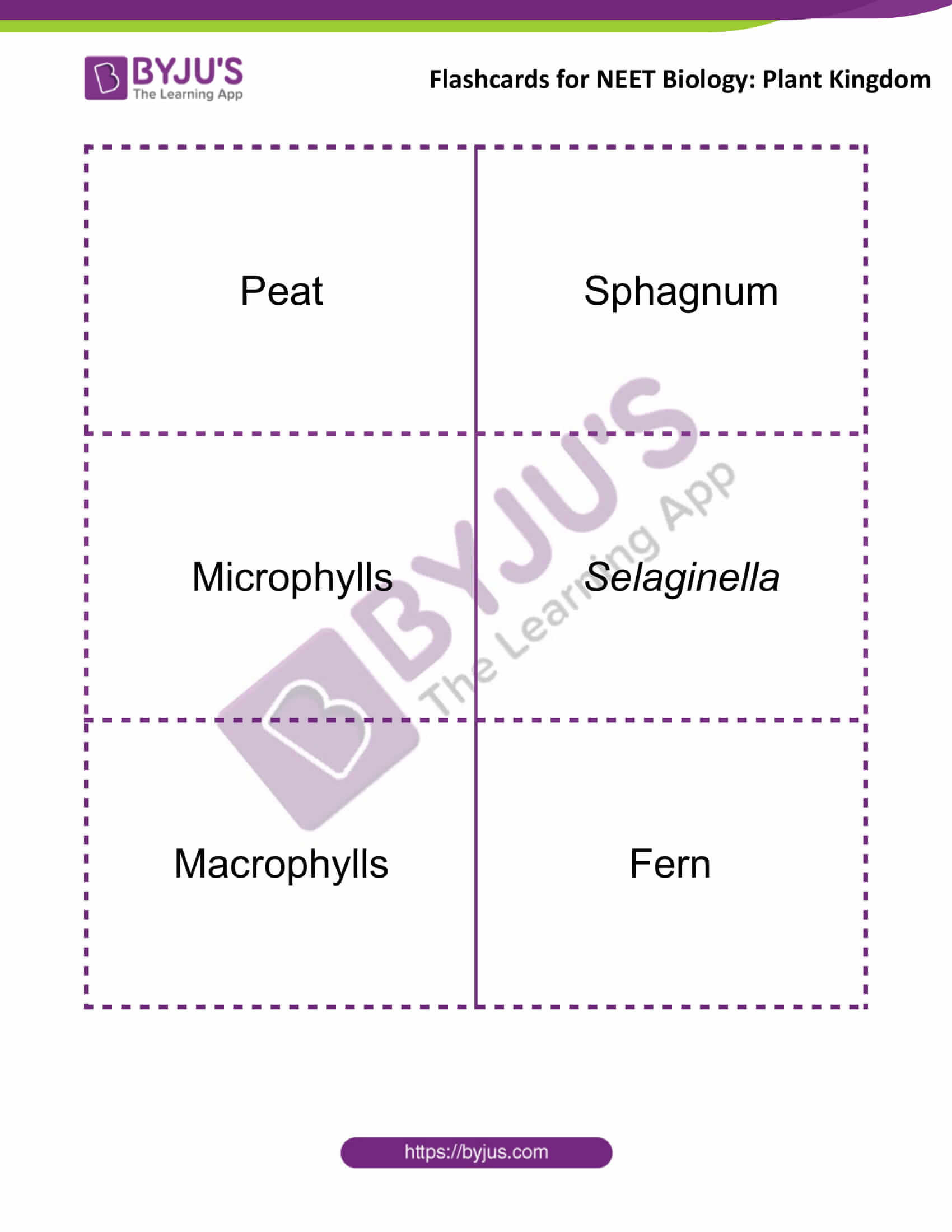 flashcards for neet biology plant kingdom 5