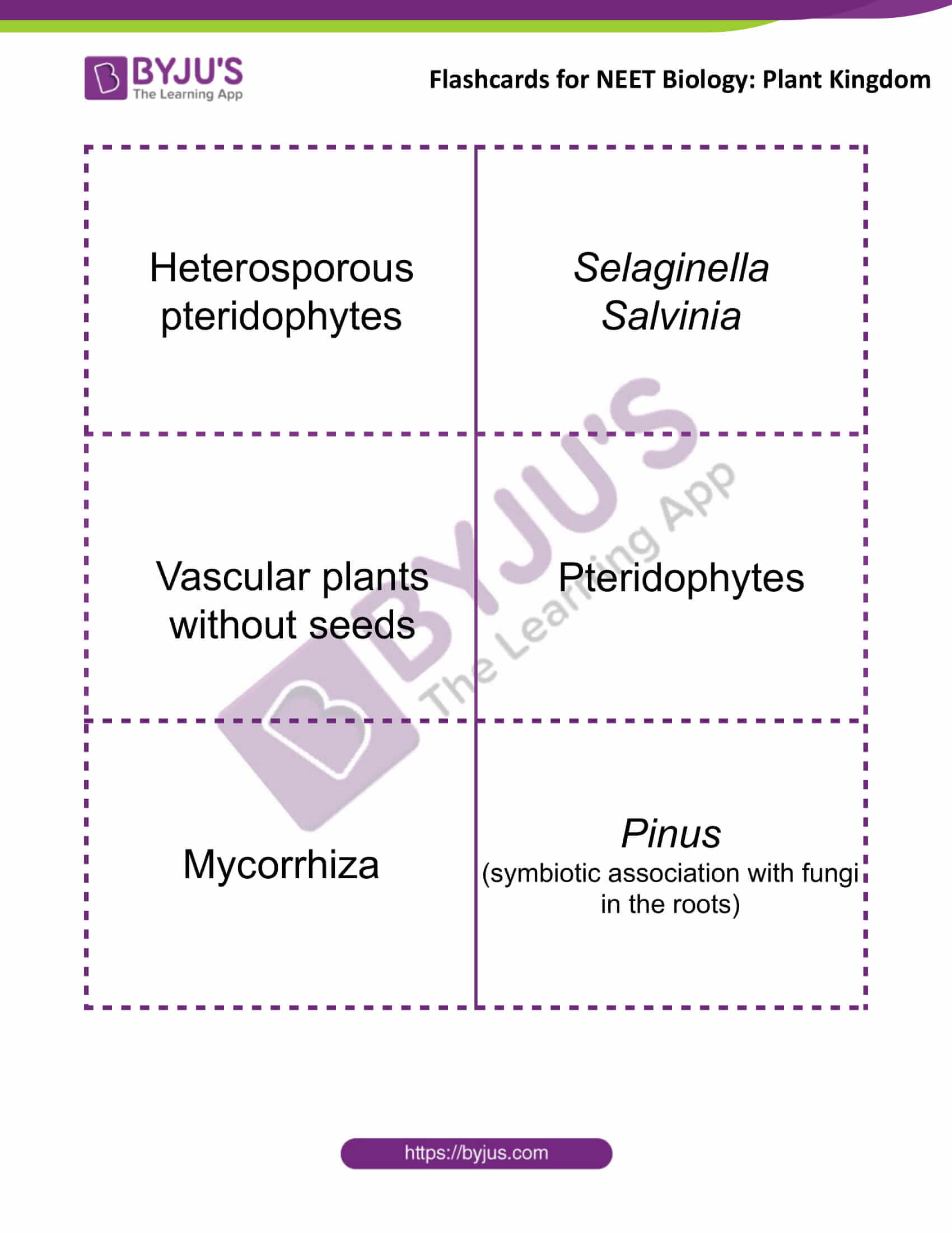 flashcards for neet biology plant kingdom 6