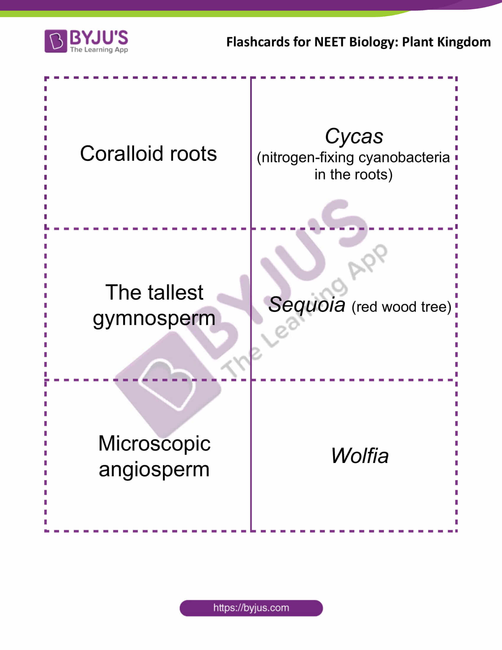 flashcards for neet biology plant kingdom 7