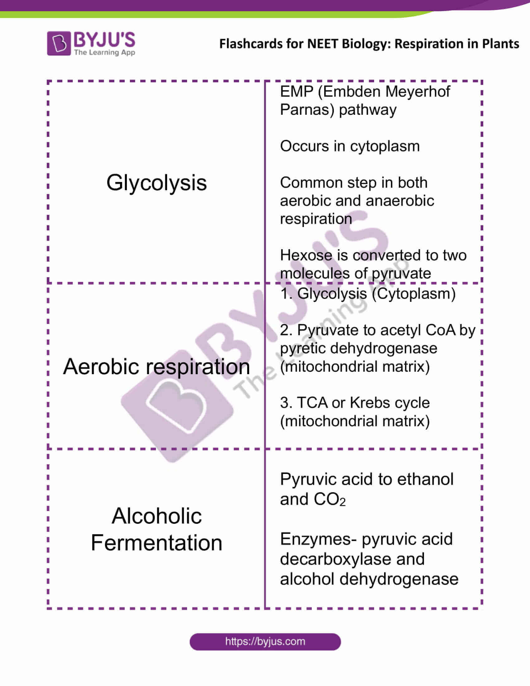 flashcards for neet biology respiration in plants 1