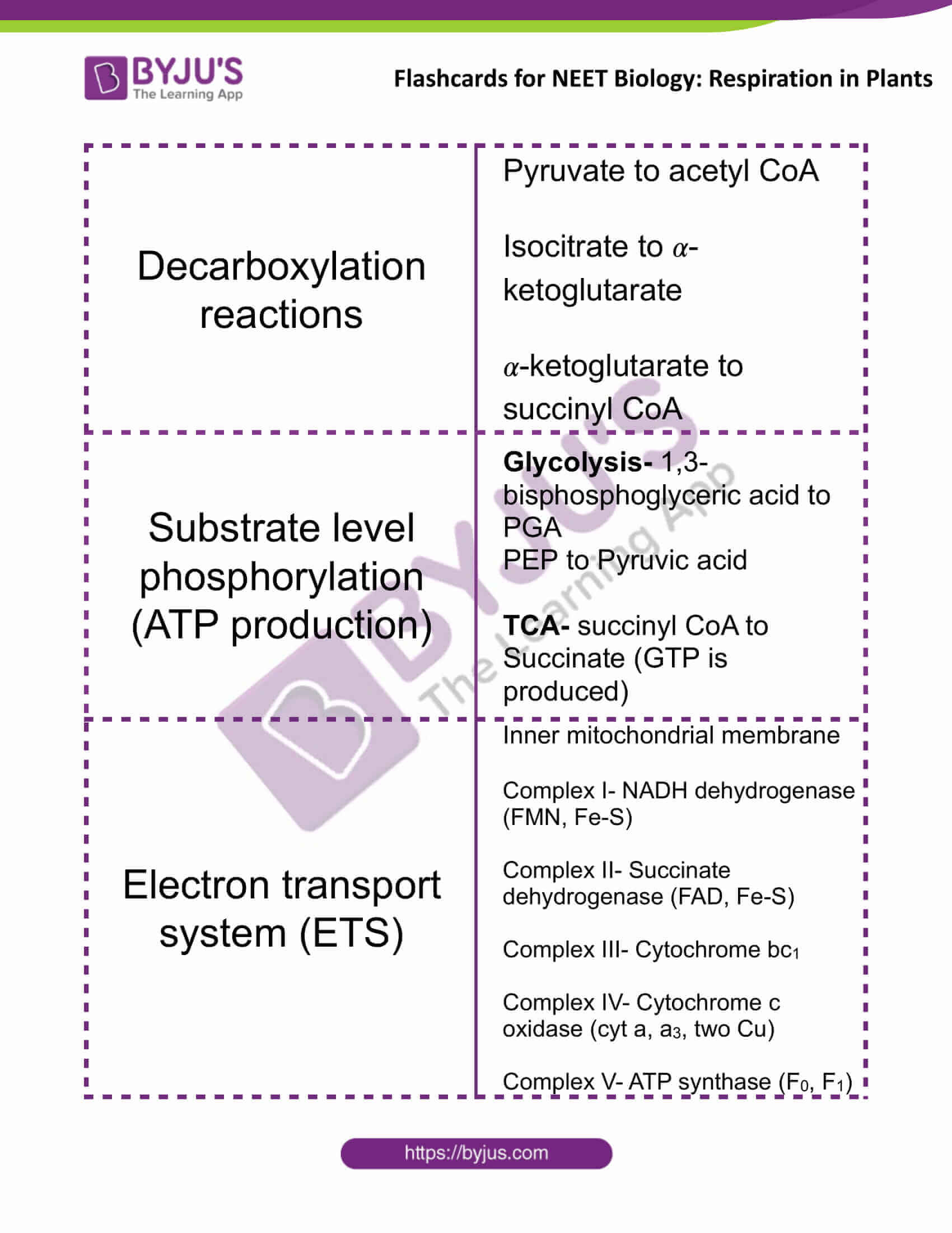 flashcards for neet biology respiration in plants 3