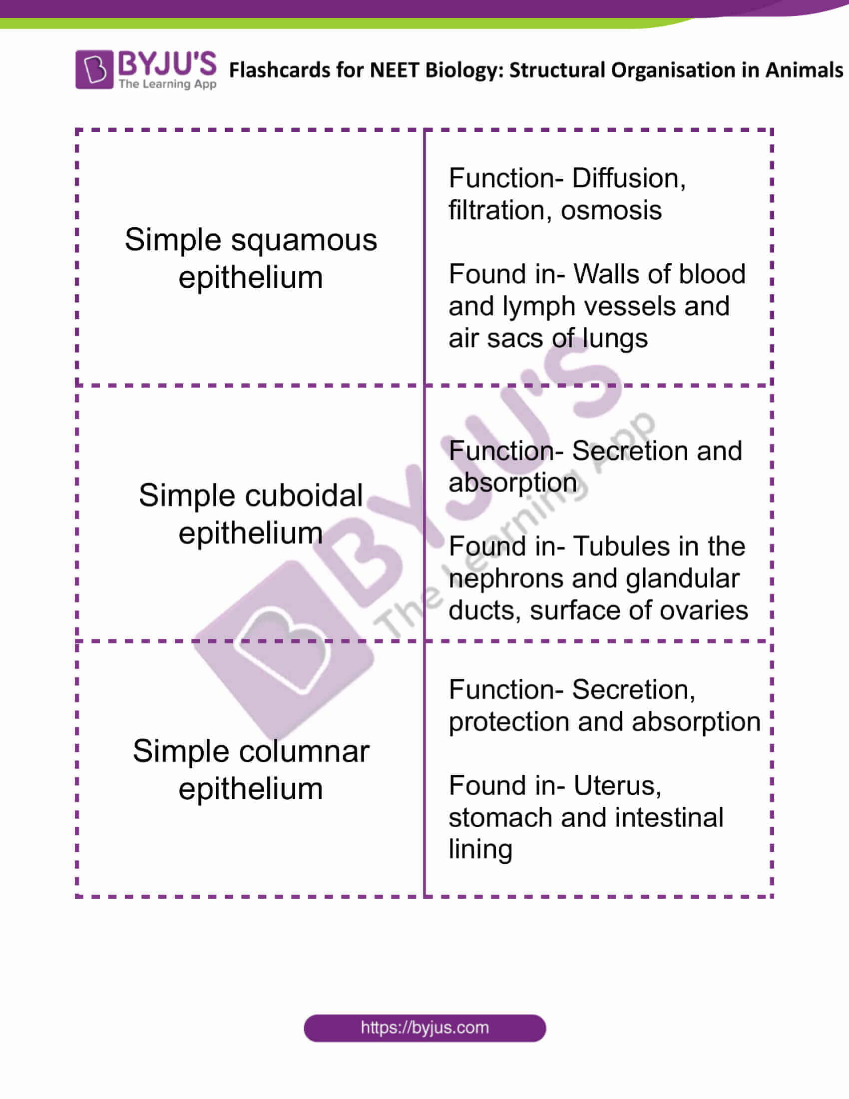 flashcards for neet biology structural organisation in animals 1