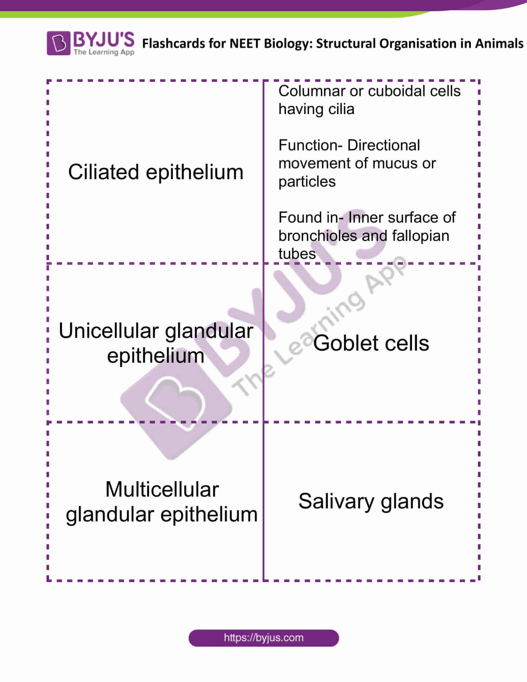 flashcards for neet biology structural organisation in animals 2