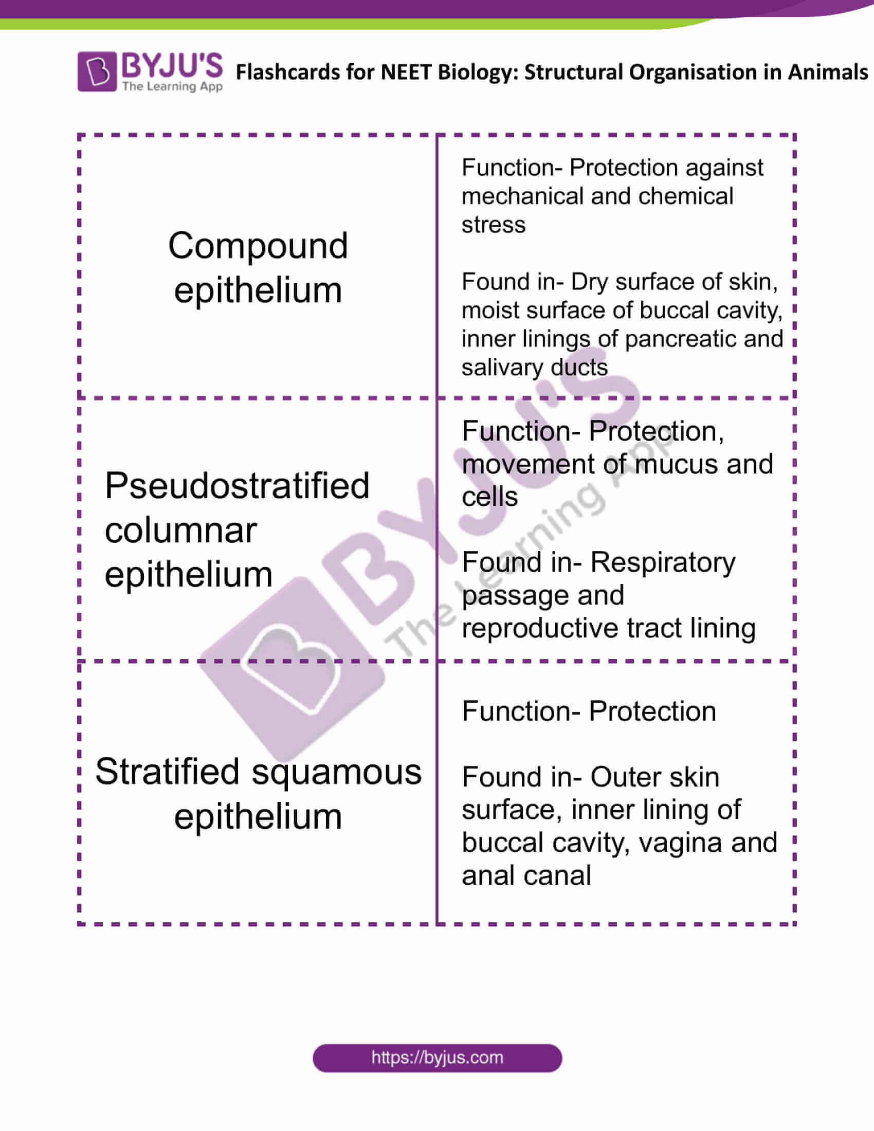 flashcards for neet biology structural organisation in animals 3