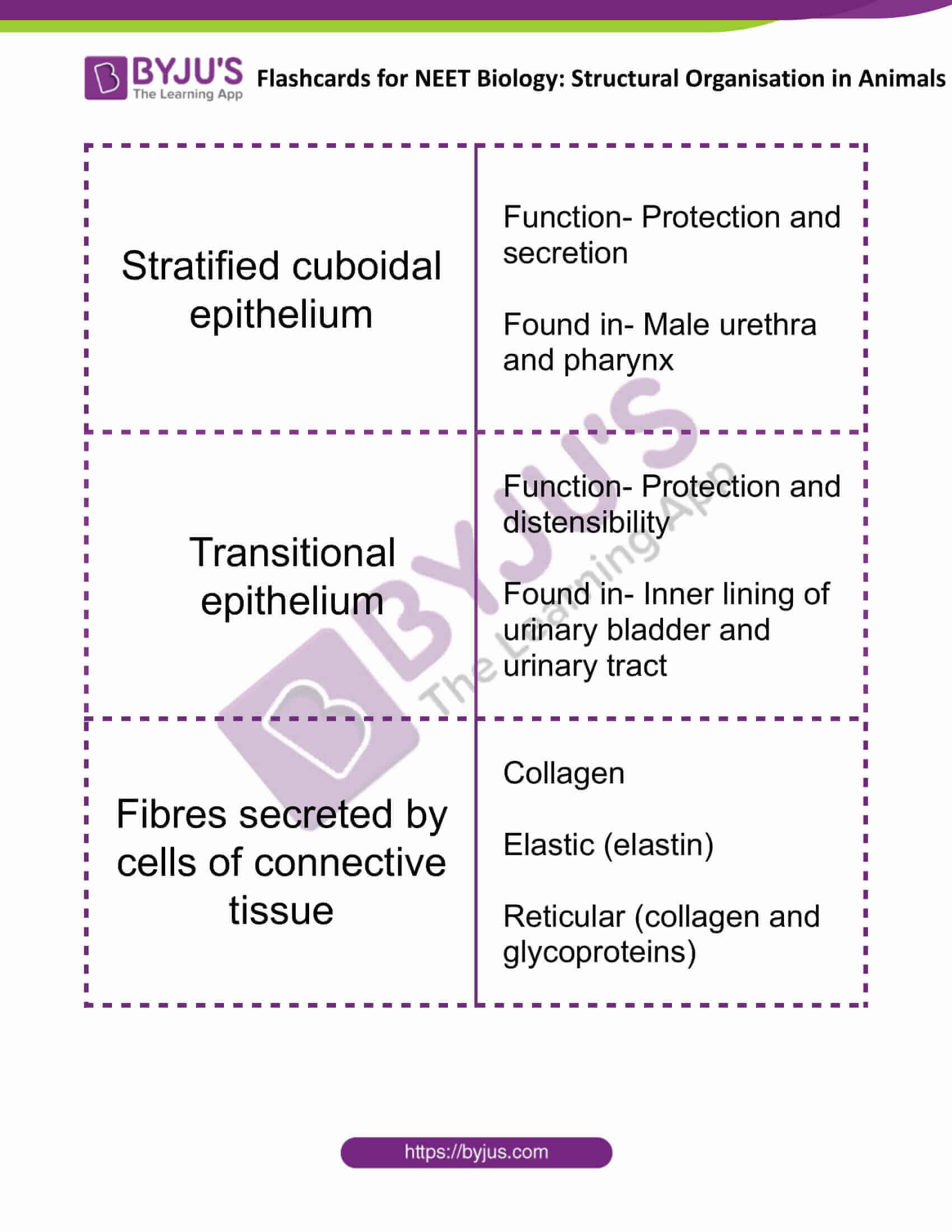 flashcards for neet biology structural organisation in animals 4