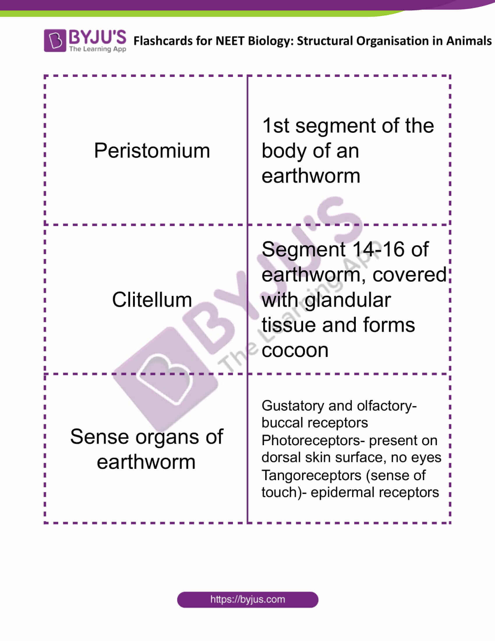 flashcards for neet biology structural organisation in animals 7