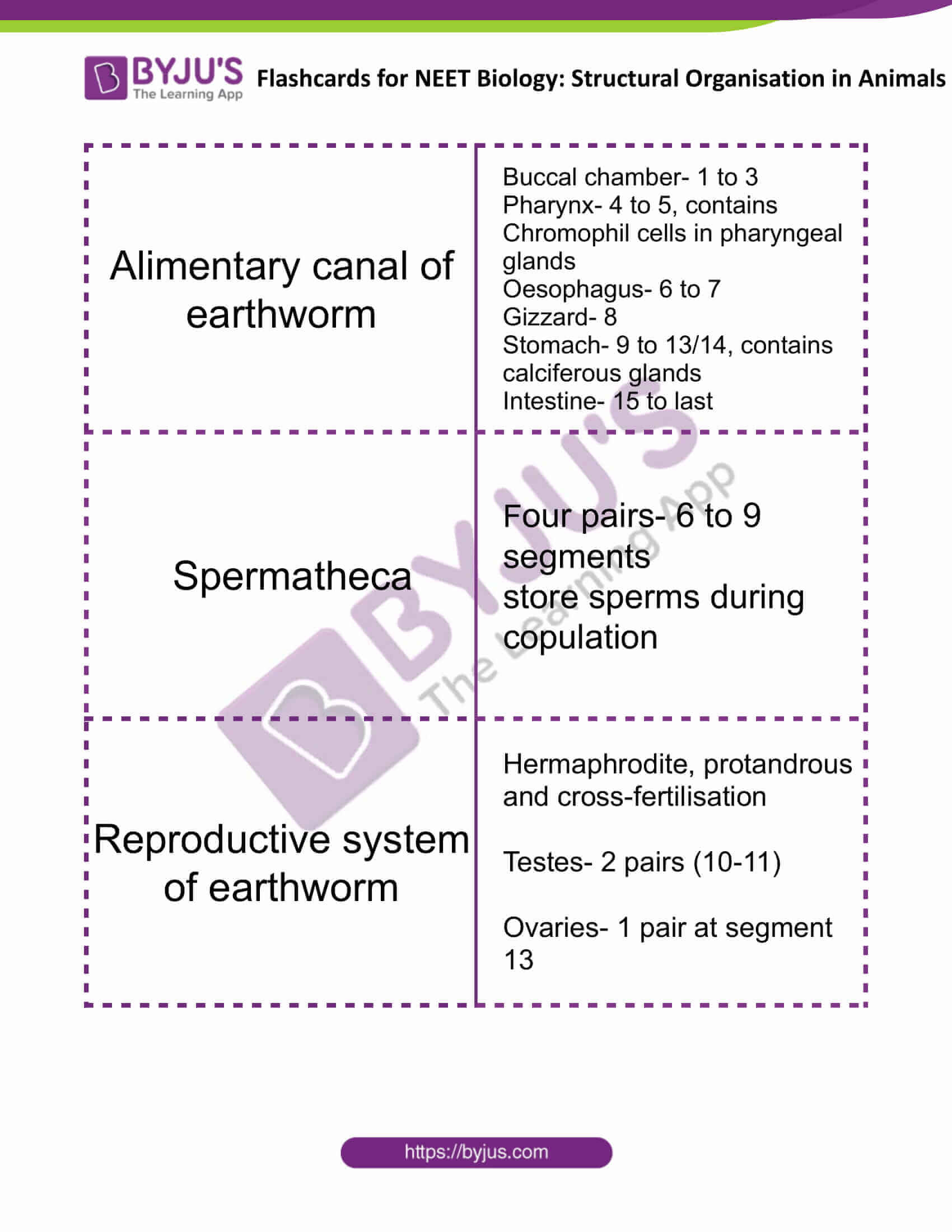 flashcards for neet biology structural organisation in animals 8