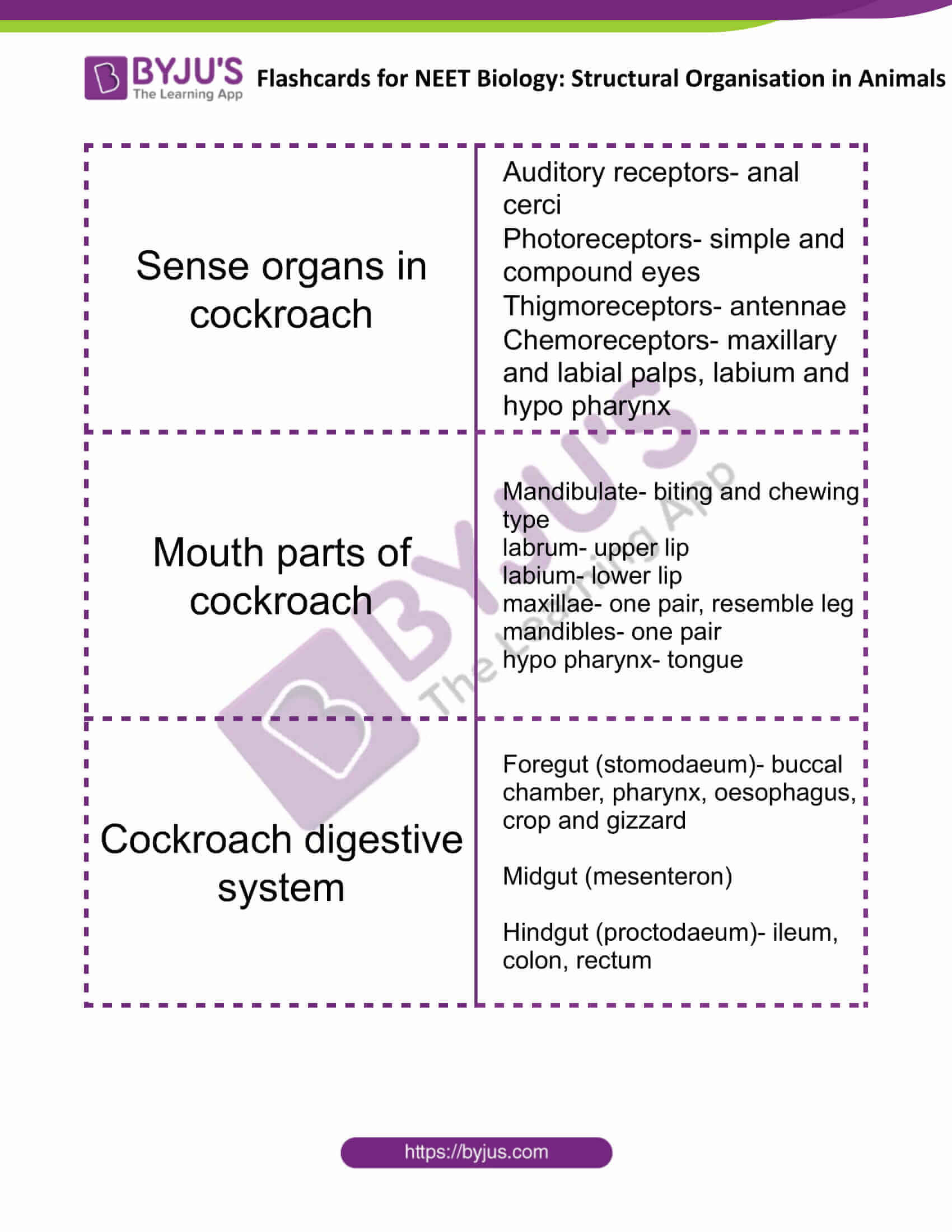 flashcards for neet biology structural organisation in animals 9