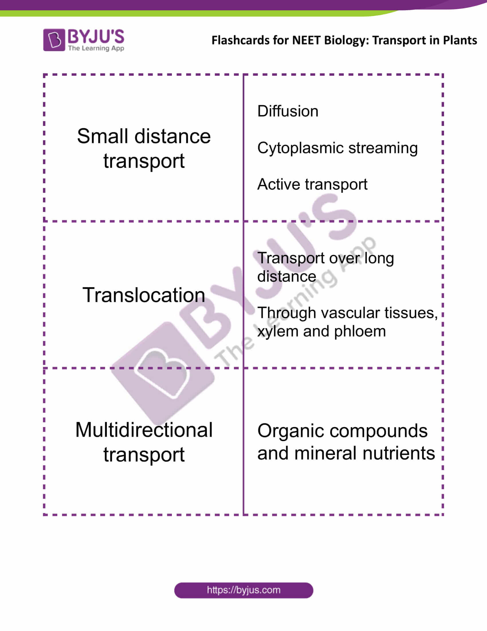 flashcards for neet biology transport in plants 1