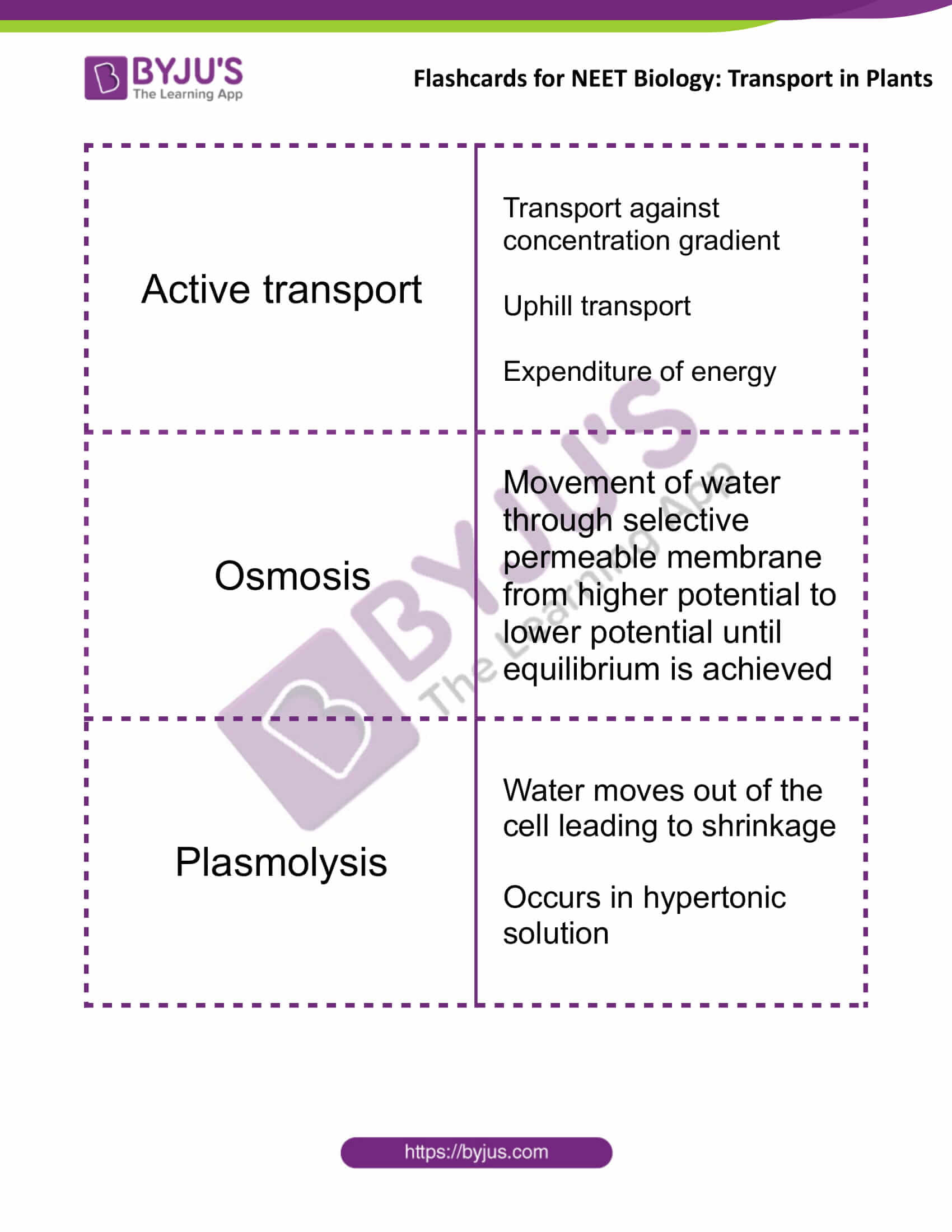 flashcards for neet biology transport in plants 4