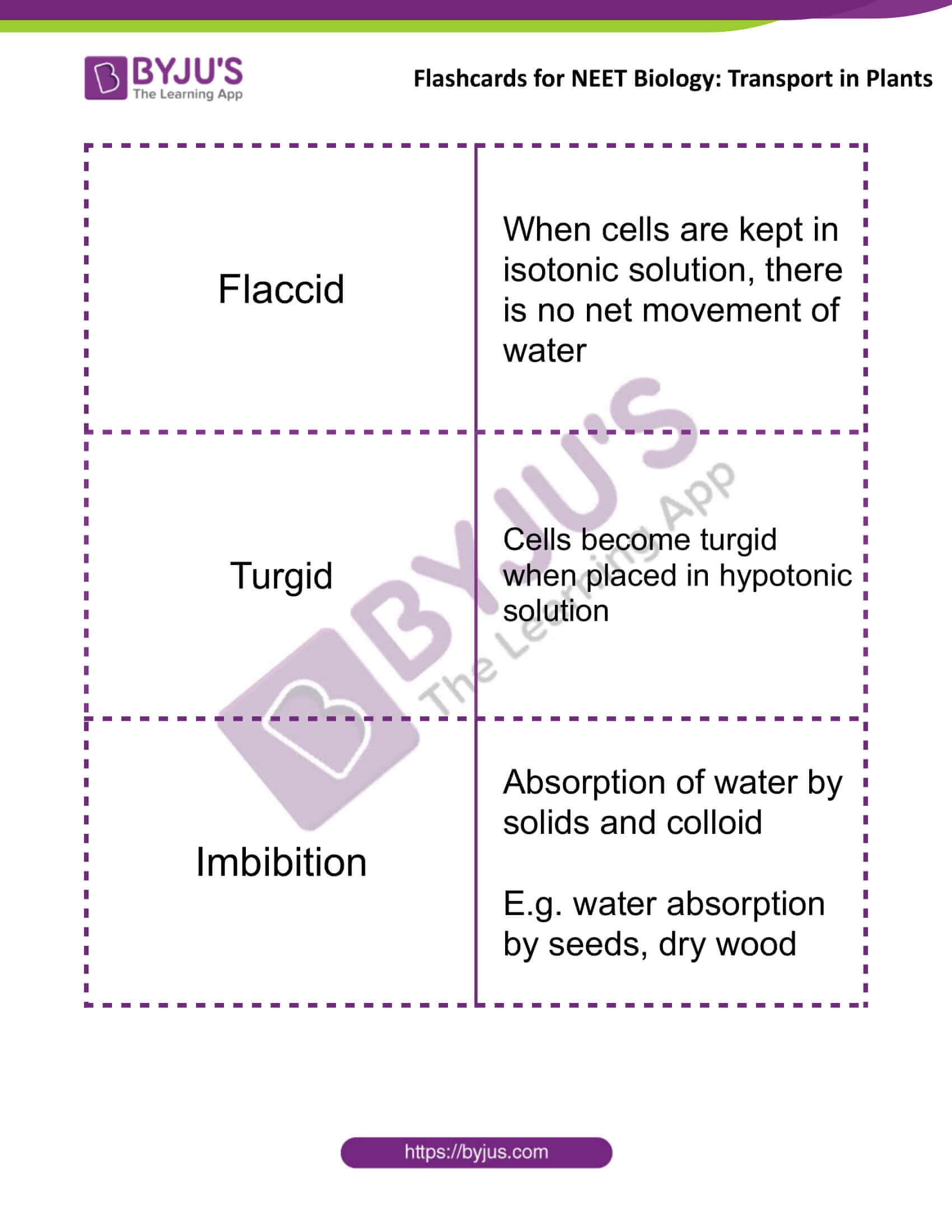 flashcards for neet biology transport in plants 5