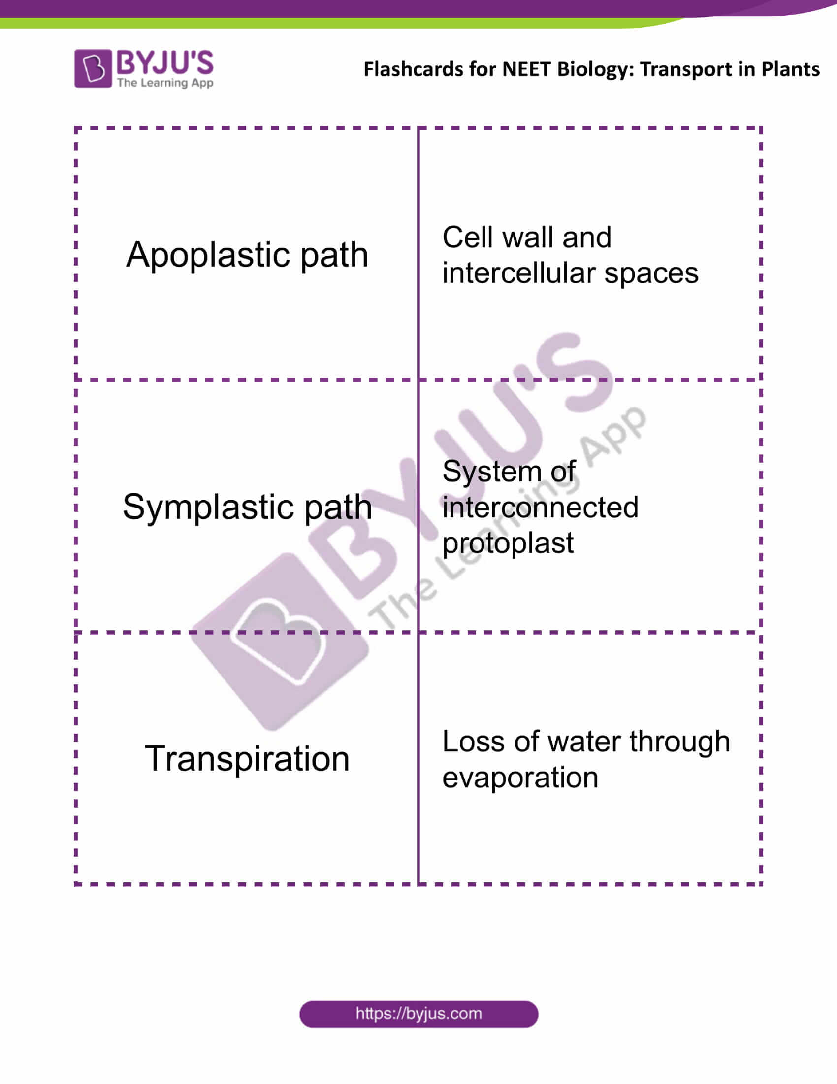 flashcards for neet biology transport in plants 6