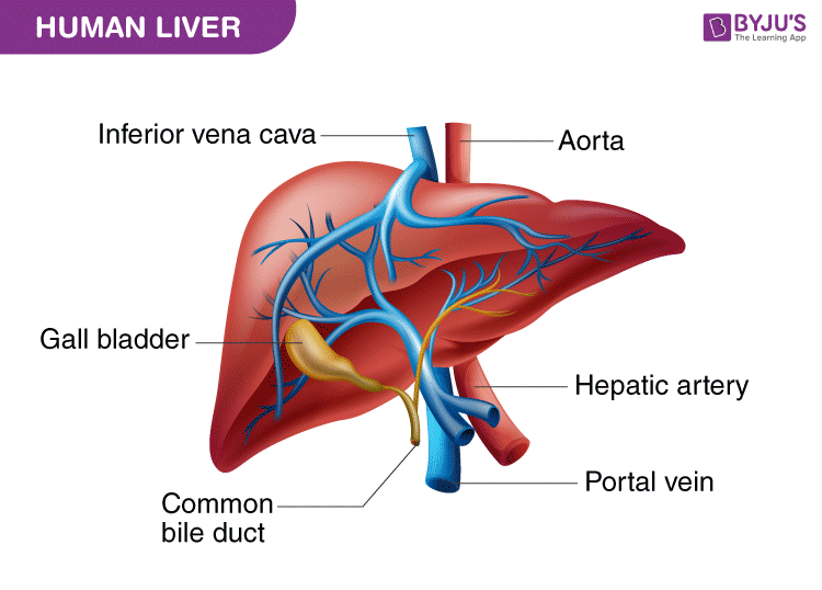 Liver Diagram with Detailed Illustrations and Clear Labels