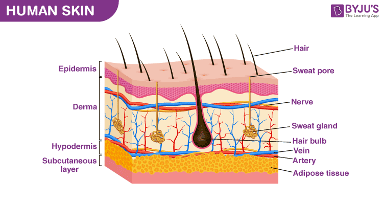 Human Skin Diagram Labeled Simple Human Skin Diagram Labeled Simple