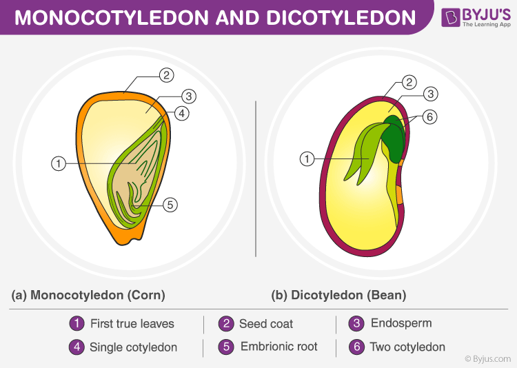 Types of Cotyledon