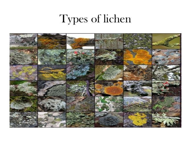 Types of Lichens