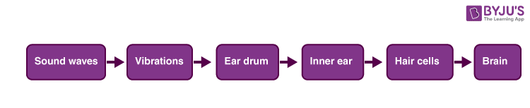 how-do-we-hear-sound-through-ear-structure-of-ear-physics