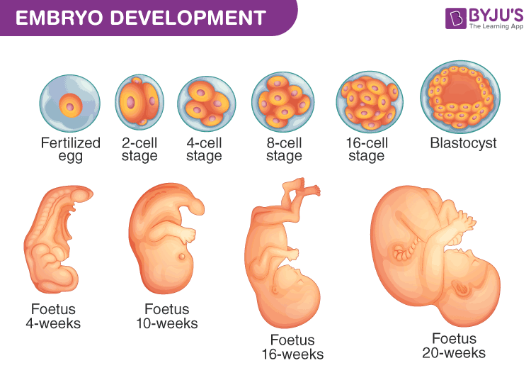 Sexual Reproduction An Overview Stages And Its Process