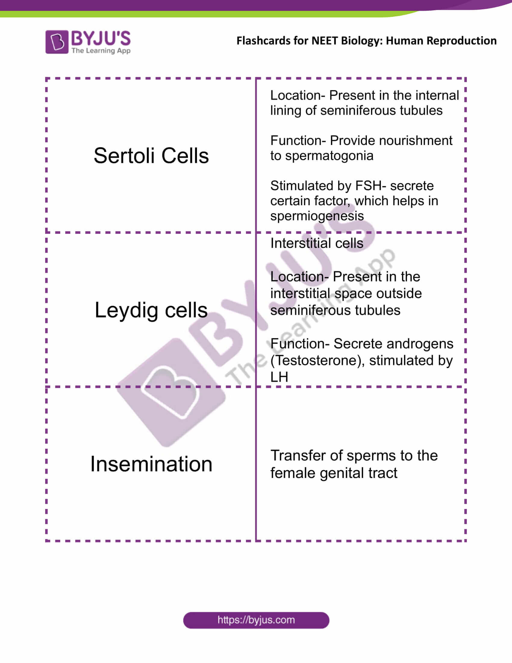 class 12 human reproduction 02