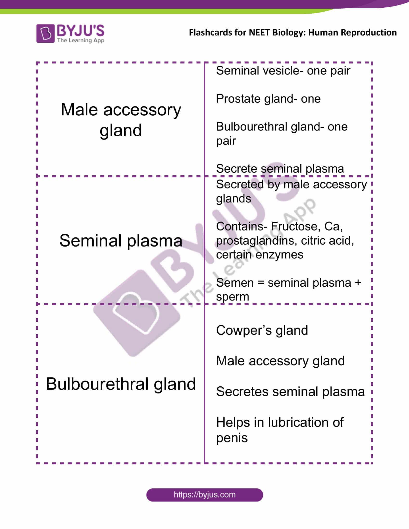 Corpus Luteum - NEET Biology Notes