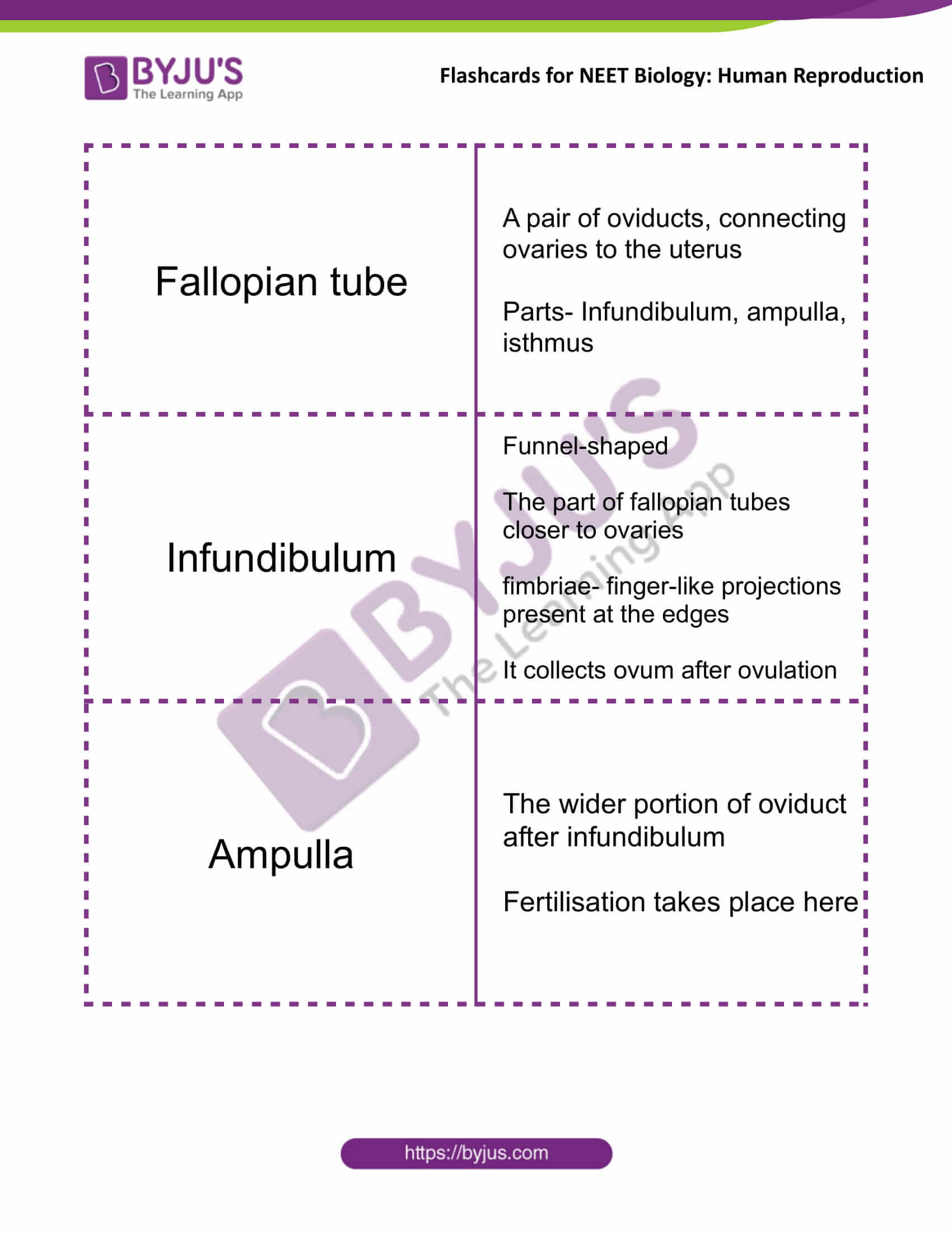 class 12 human reproduction 04