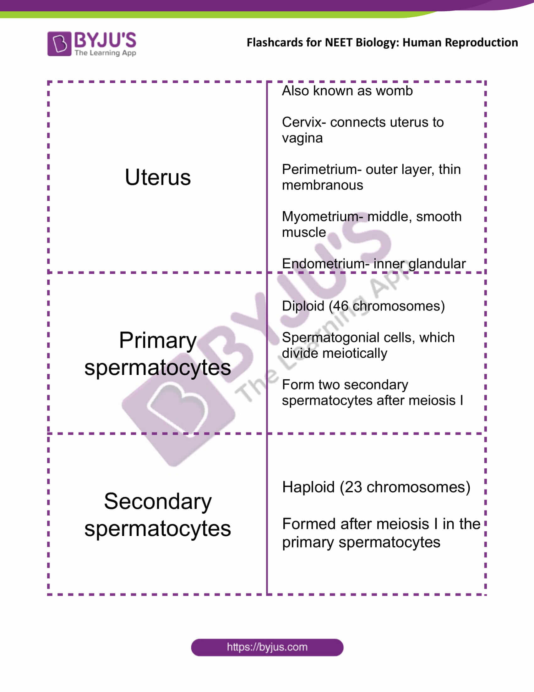 class 12 human reproduction 05