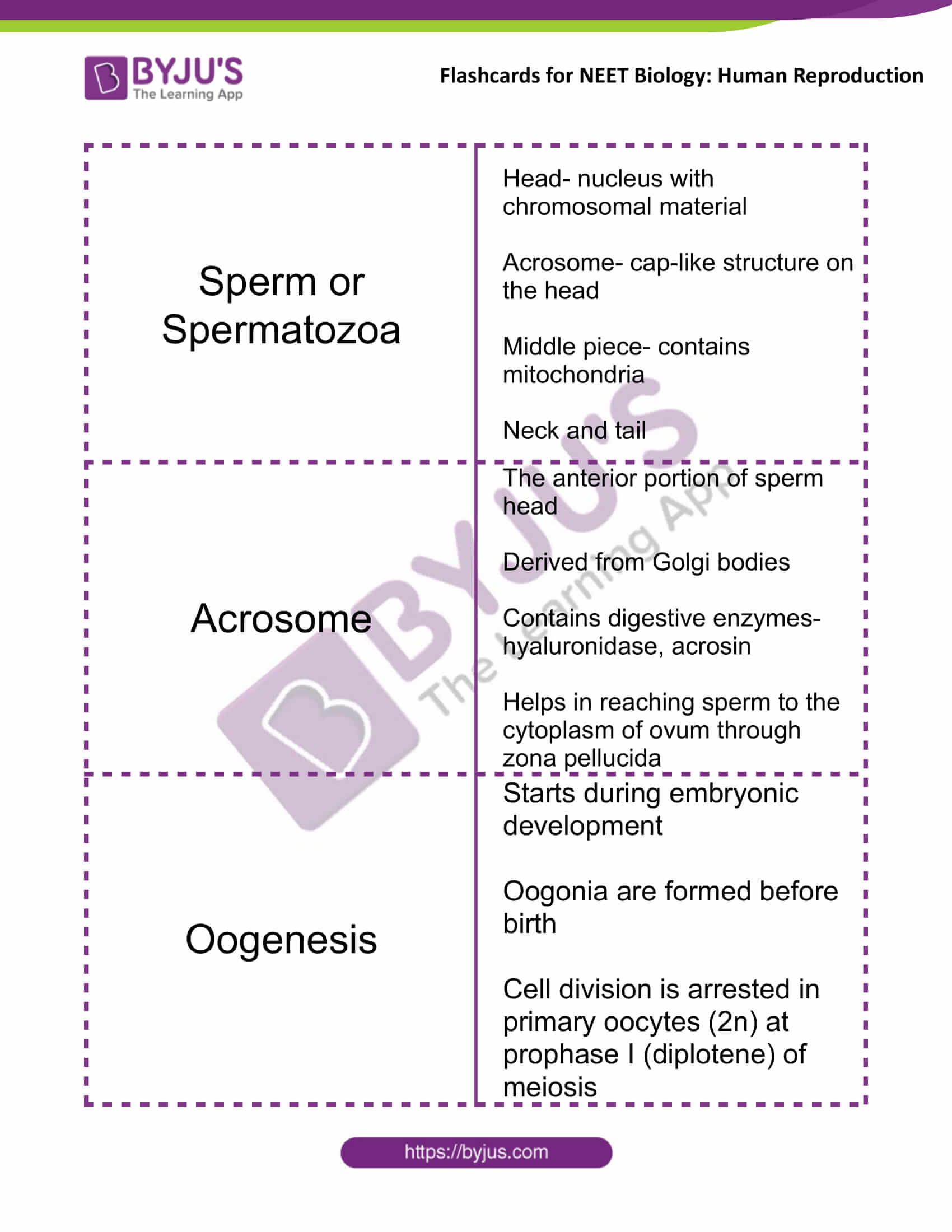 class 12 human reproduction 07