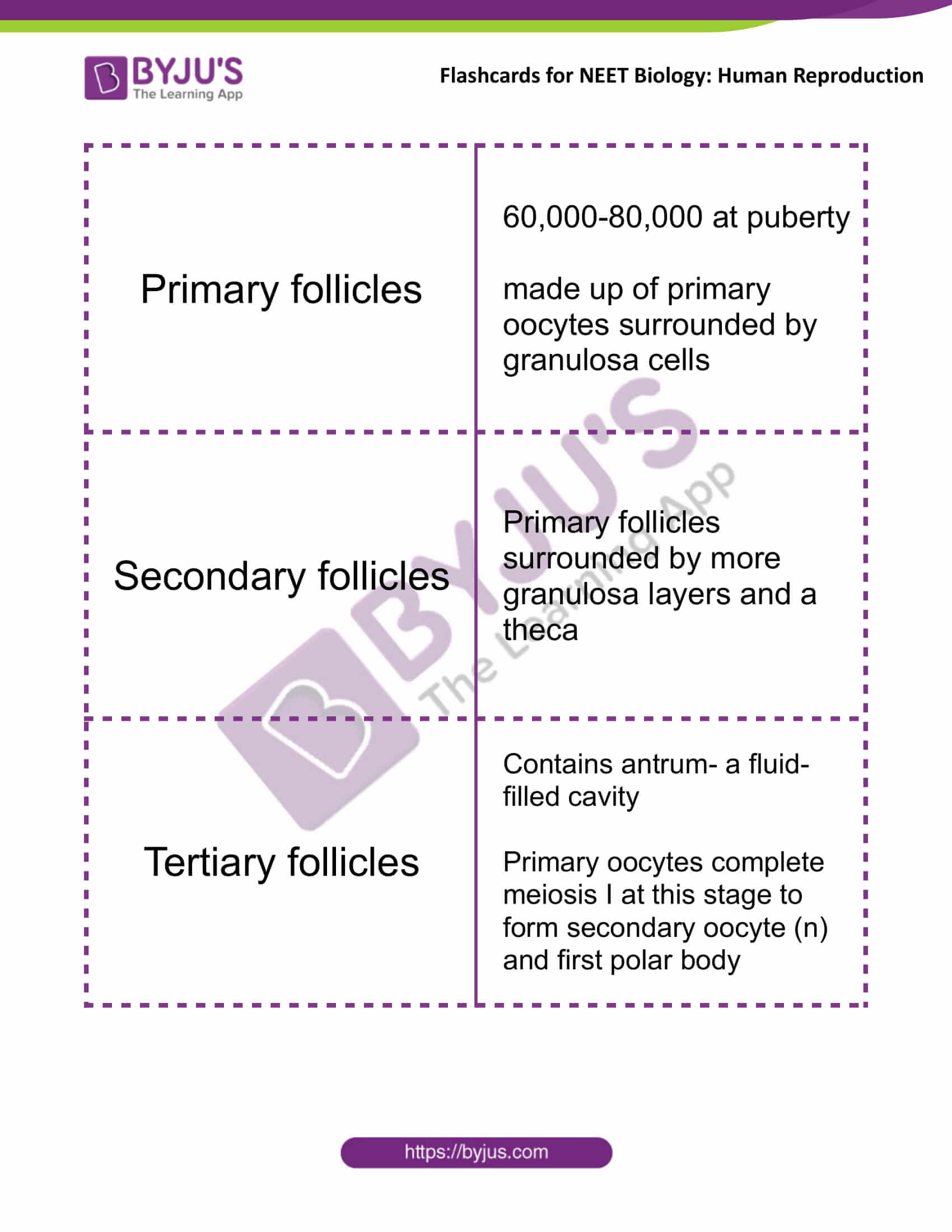 class 12 human reproduction 08