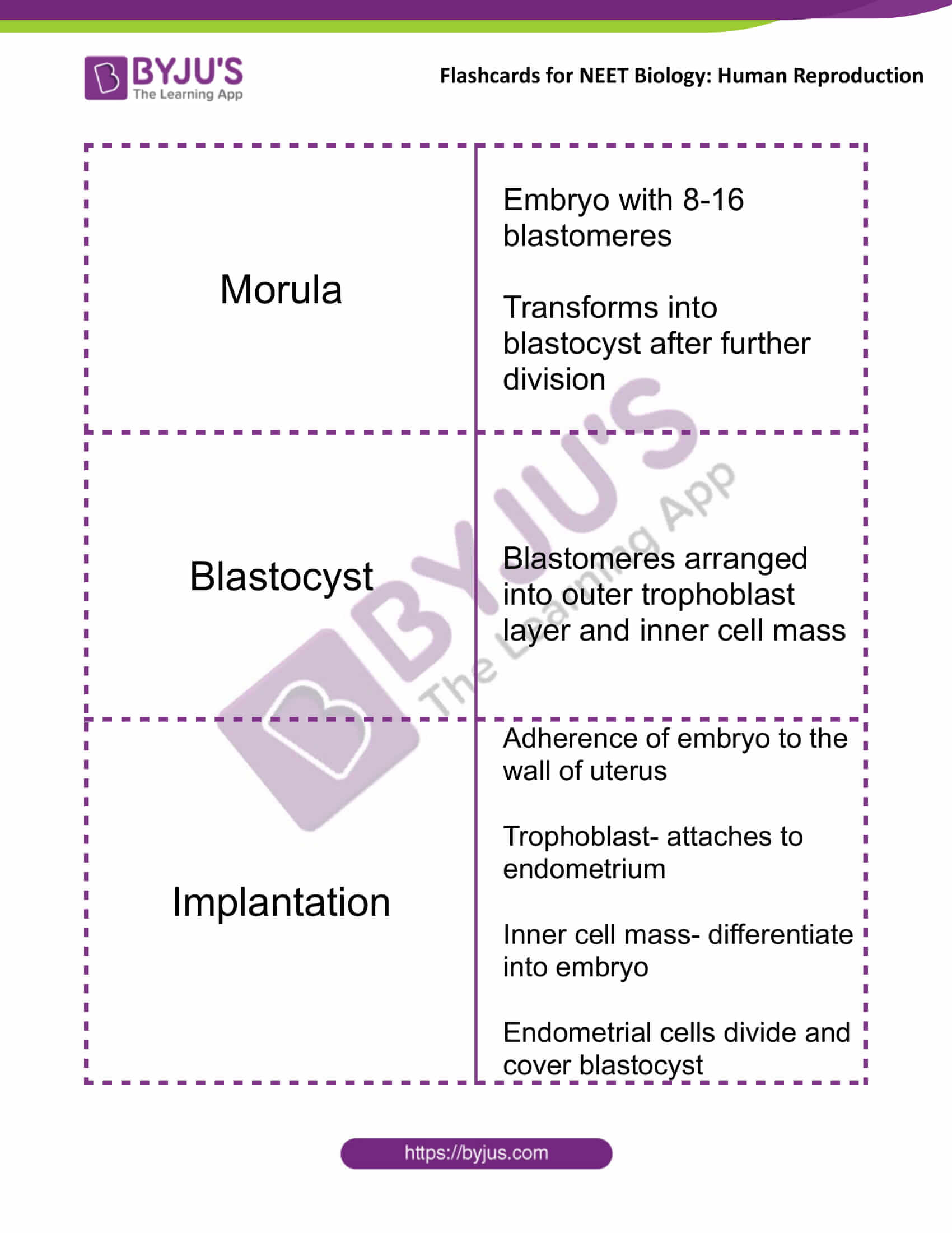 class 12 human reproduction 11